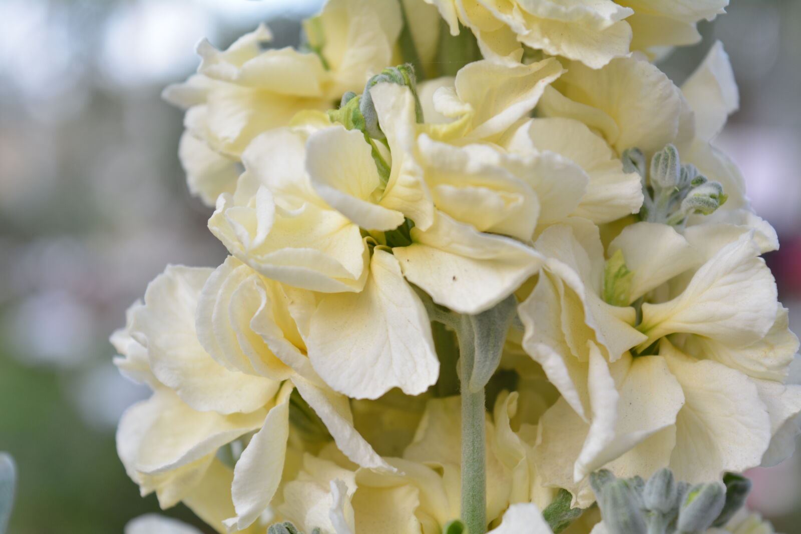 Nikon D5200 sample photo. Nature, outdoors, white, flower photography