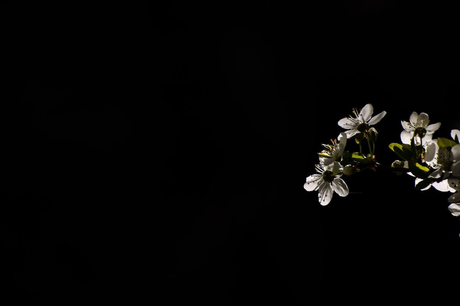 Nikon D3400 sample photo. Tree, bloom, branch photography