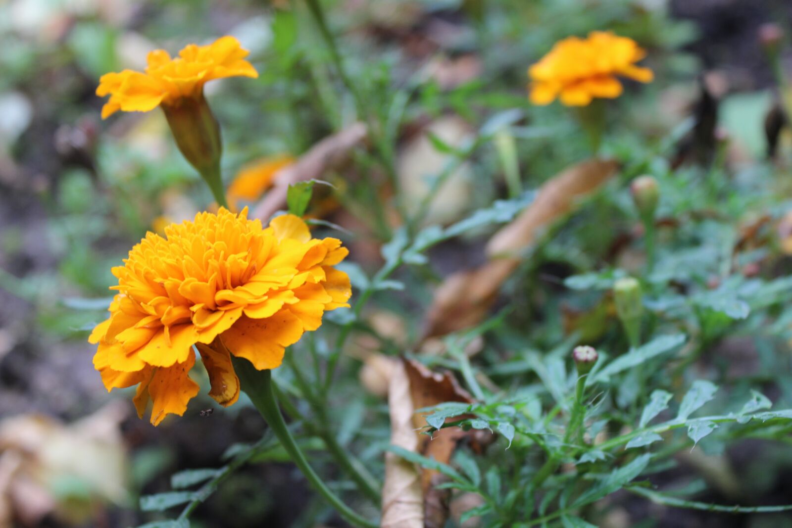 Canon EOS 600D (Rebel EOS T3i / EOS Kiss X5) sample photo. Flower, yellow, nature photography