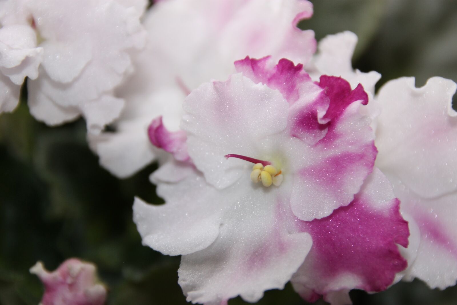 Canon EOS 1100D (EOS Rebel T3 / EOS Kiss X50) sample photo. Flower, african violet, blossoms photography