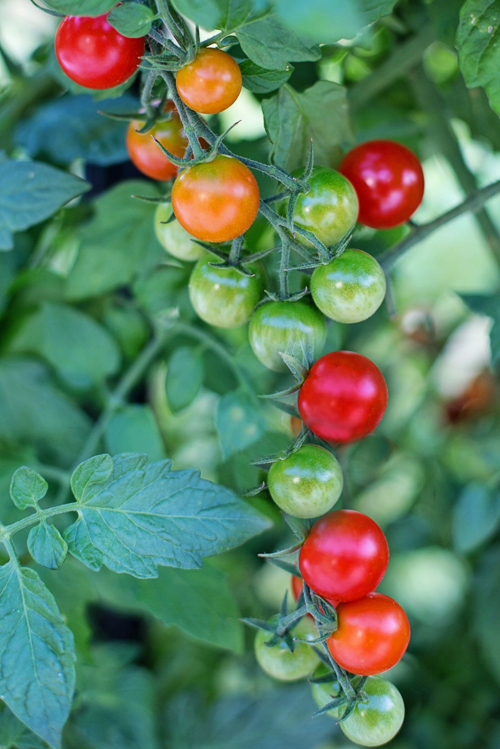 Canon EF 50mm F1.4 USM sample photo. Cherry tomatoes, tomatoes, ripe photography