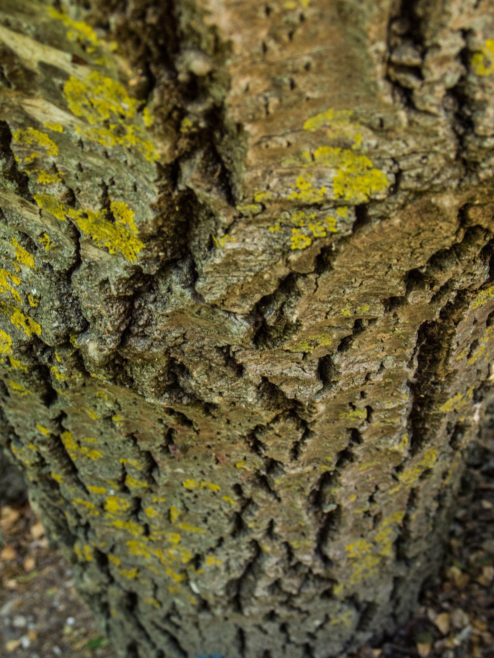 Olympus PEN E-PL1 sample photo. Trunk, texture, tree photography