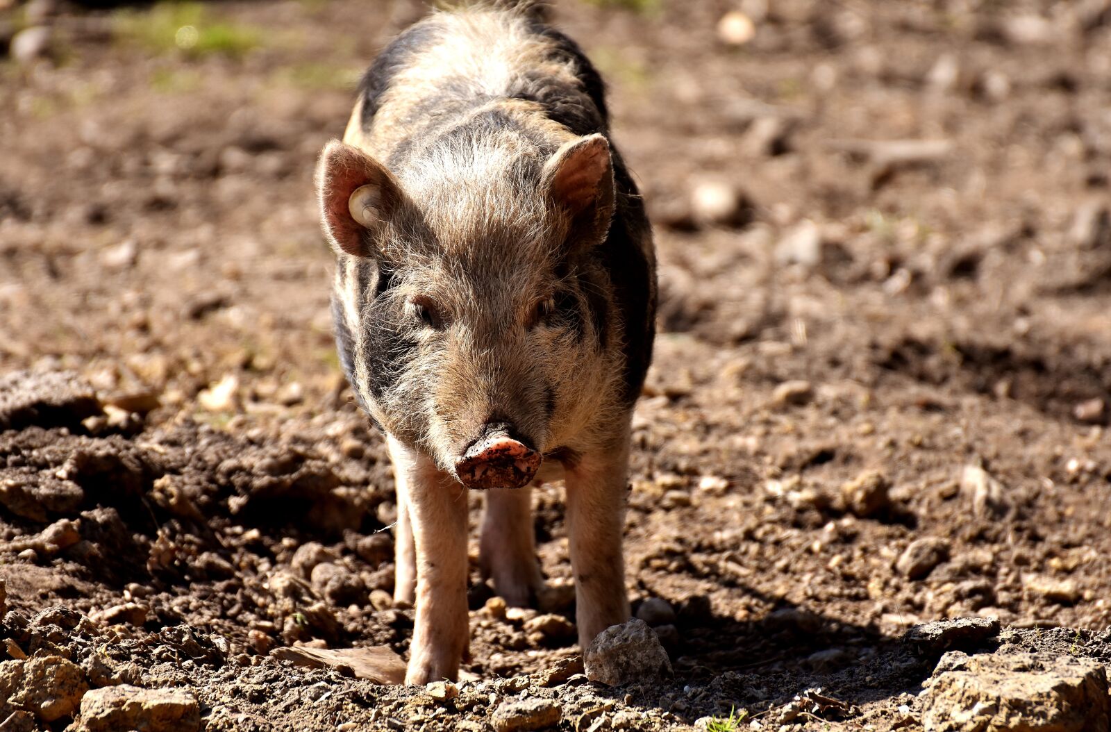 Nikon D7200 sample photo. Miniature pig, pig, animal photography