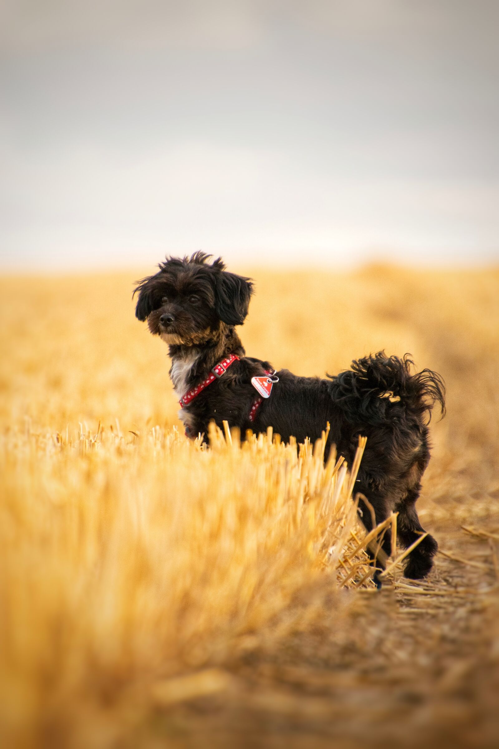 Nikon D3300 sample photo. Dog, field, yellow photography