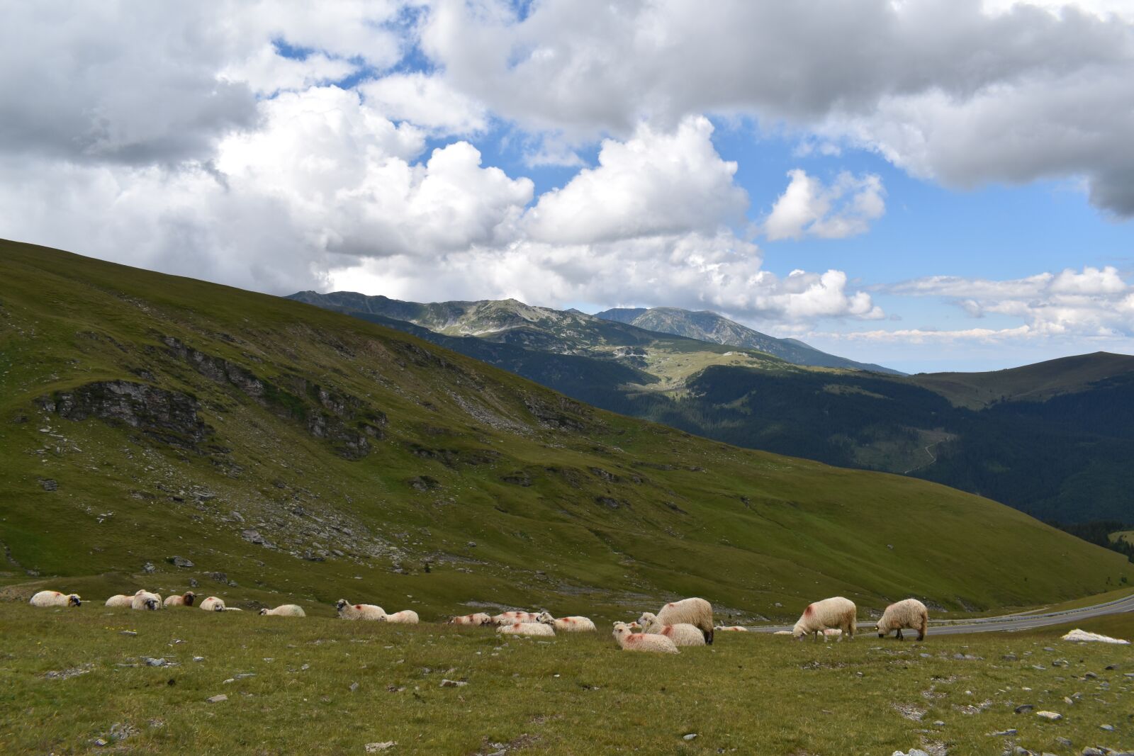Nikon D5600 sample photo. Sheeps, mountain, pasture photography