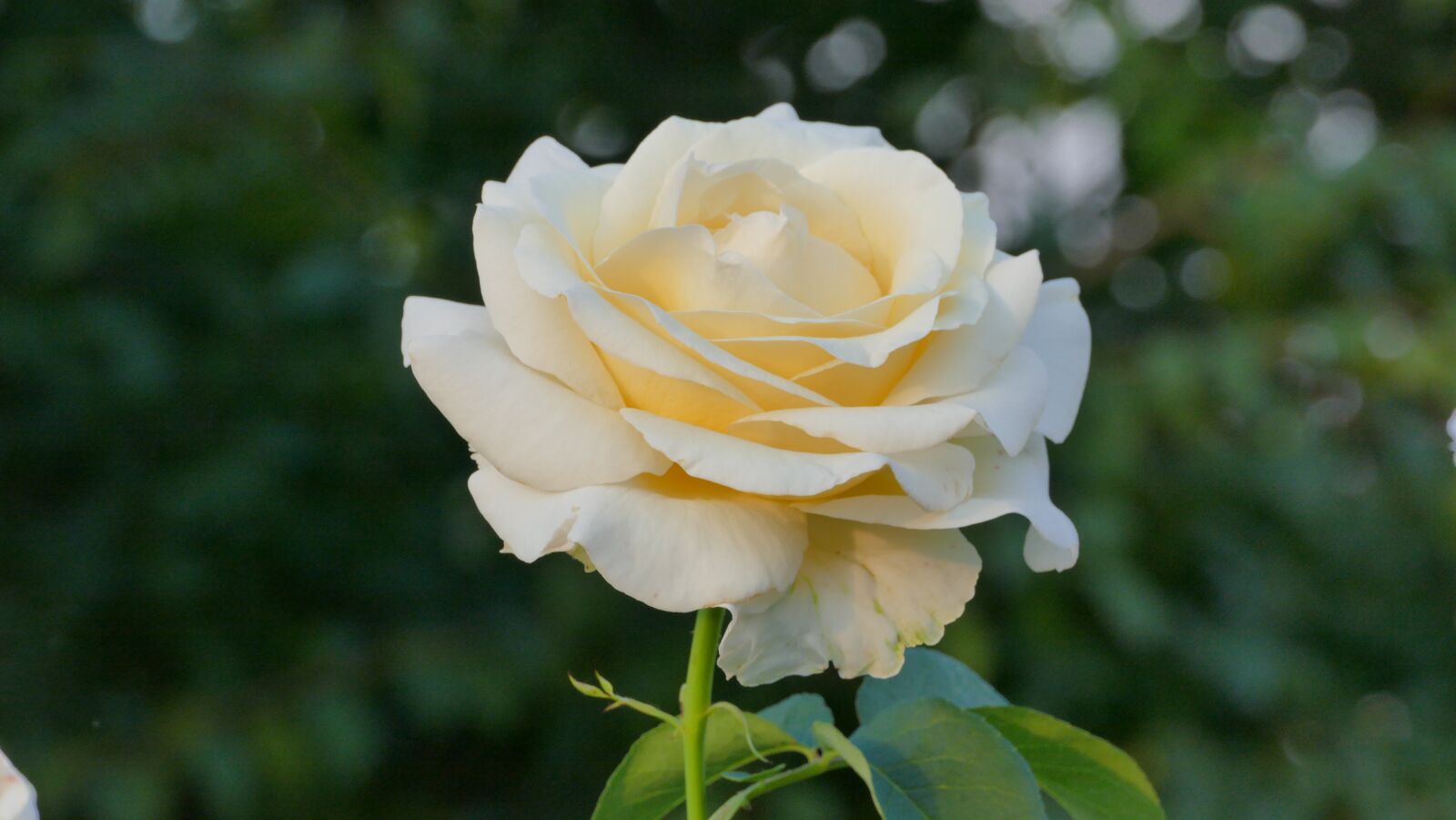 Panasonic Lumix DMC-FZ1000 sample photo. Rose, flower, summer photography