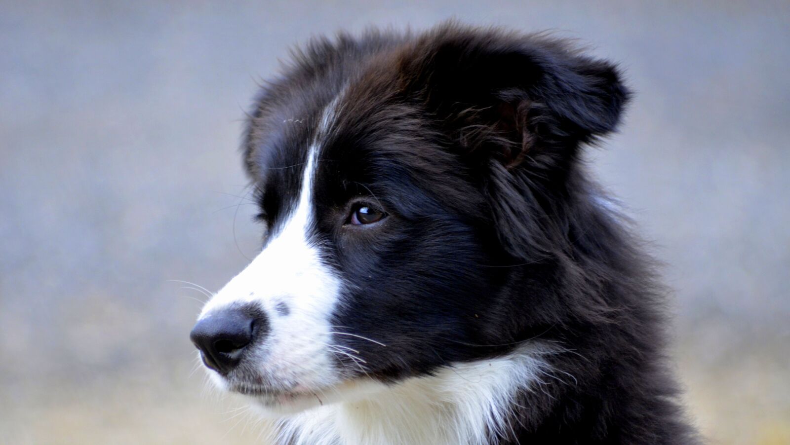 Nikon D5100 sample photo. Border, dog, british sheepdog photography