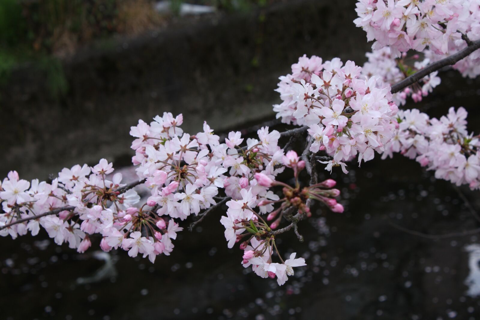Canon EOS 450D (EOS Rebel XSi / EOS Kiss X2) sample photo. Cherry blossoms, spring, petal photography