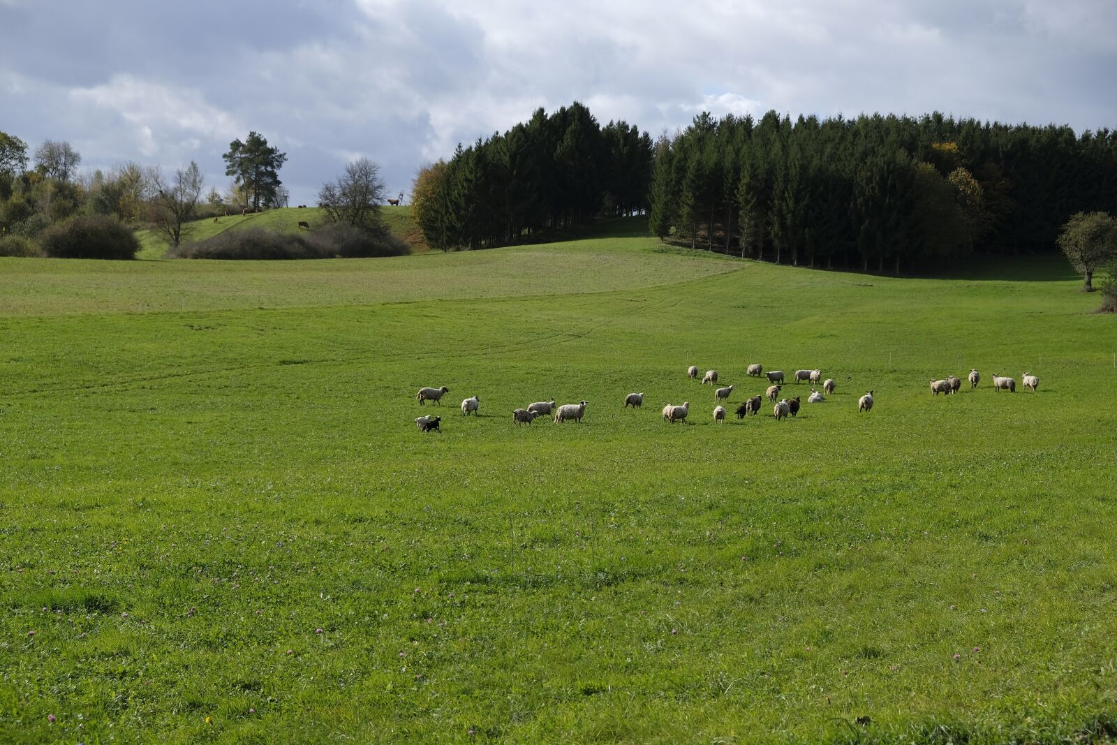 Fujifilm XF 18-55mm F2.8-4 R LM OIS sample photo. Animals, sheep, flock photography