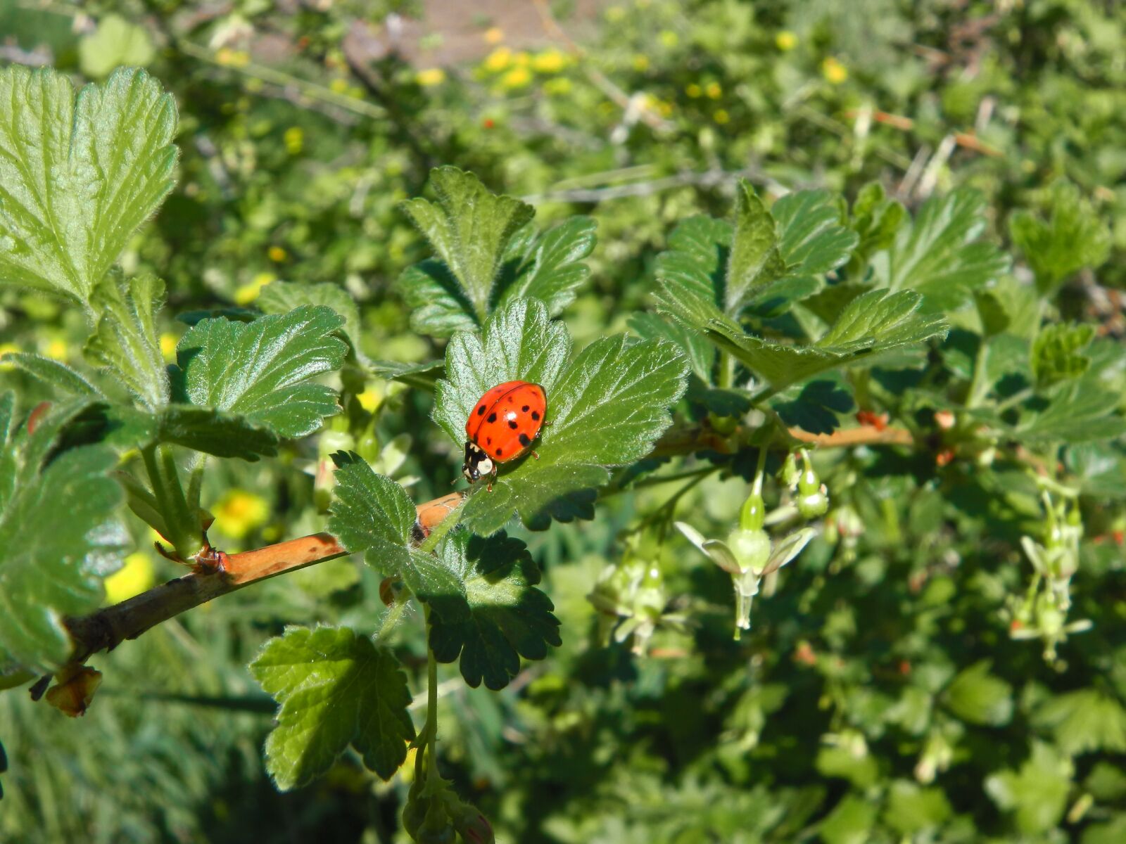 Panasonic HX-DC1 sample photo. Ladybug, leaf, garden photography