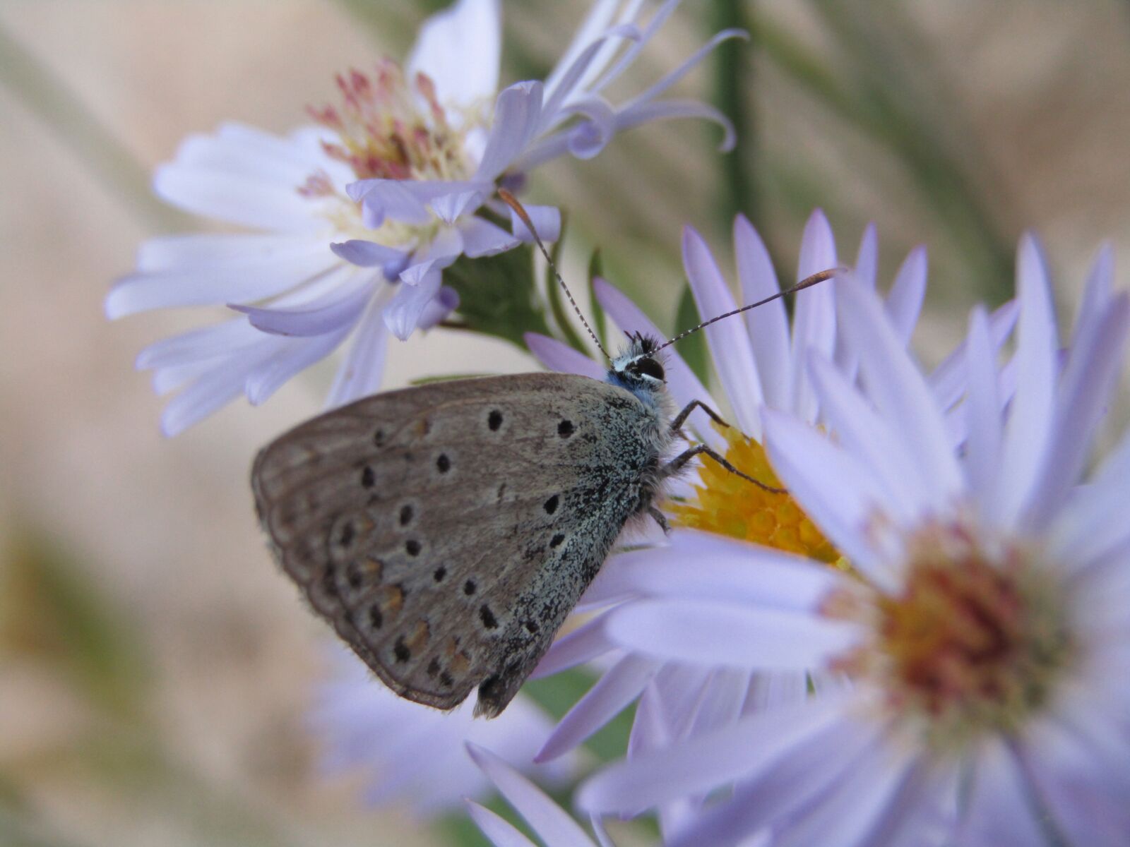 Canon PowerShot SX410 IS sample photo. Azure, butterfly, blue photography