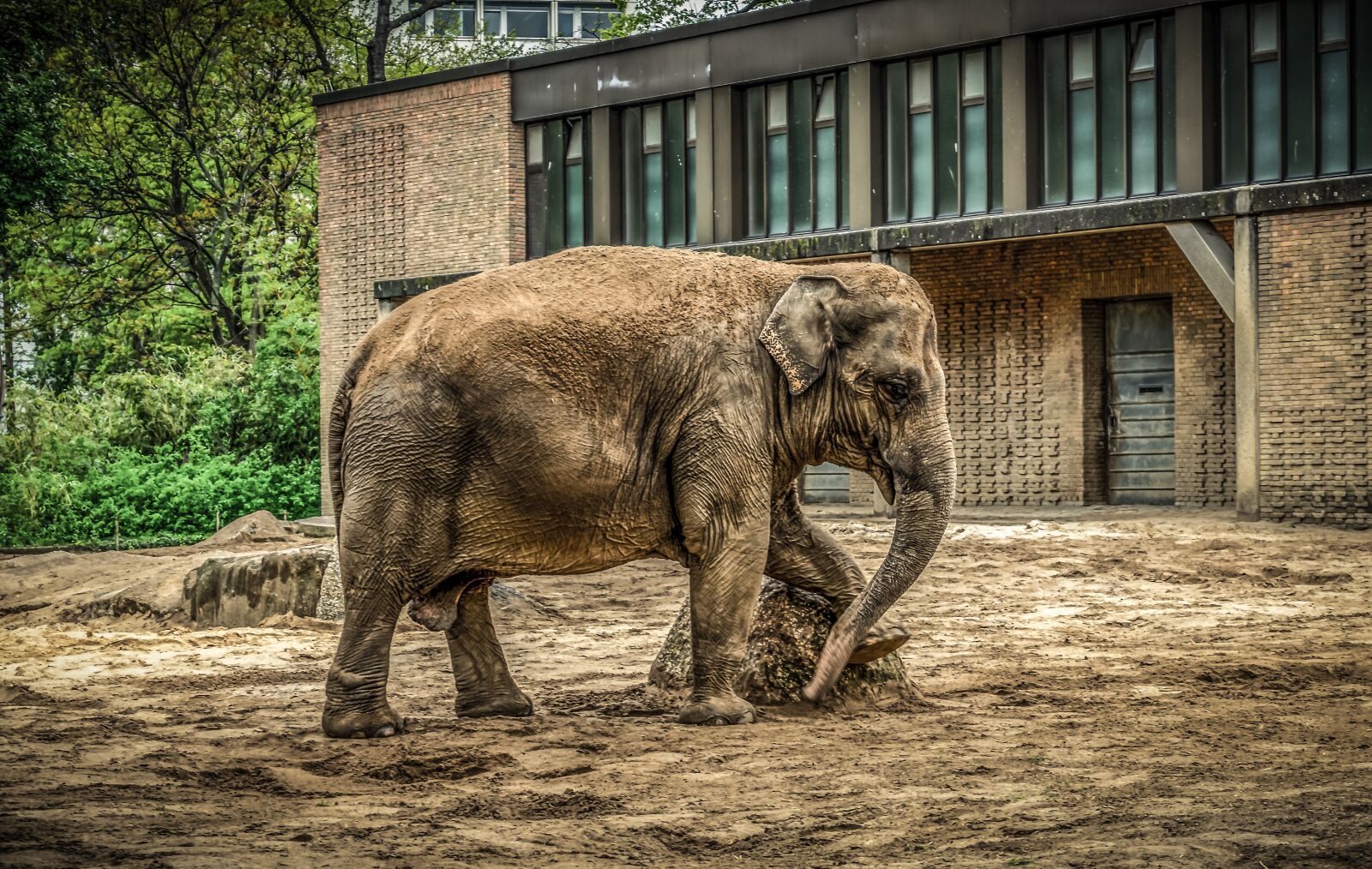 Sony a7 II + Sony FE 28-70mm F3.5-5.6 OSS sample photo. Elephant, animal, nature photography