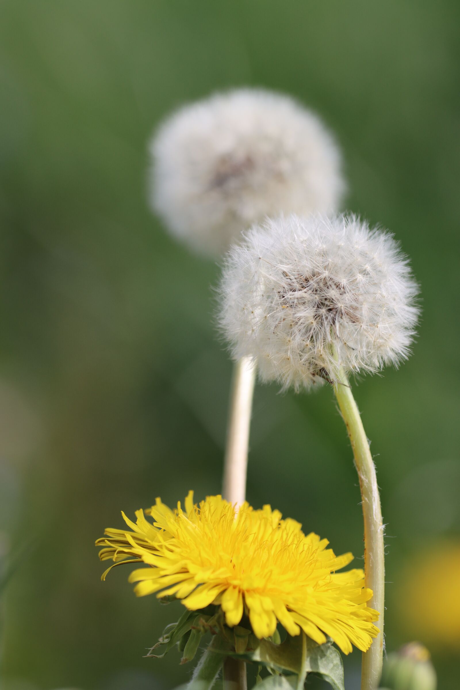 Canon EOS 90D sample photo. Dandelion, seeds, spring photography