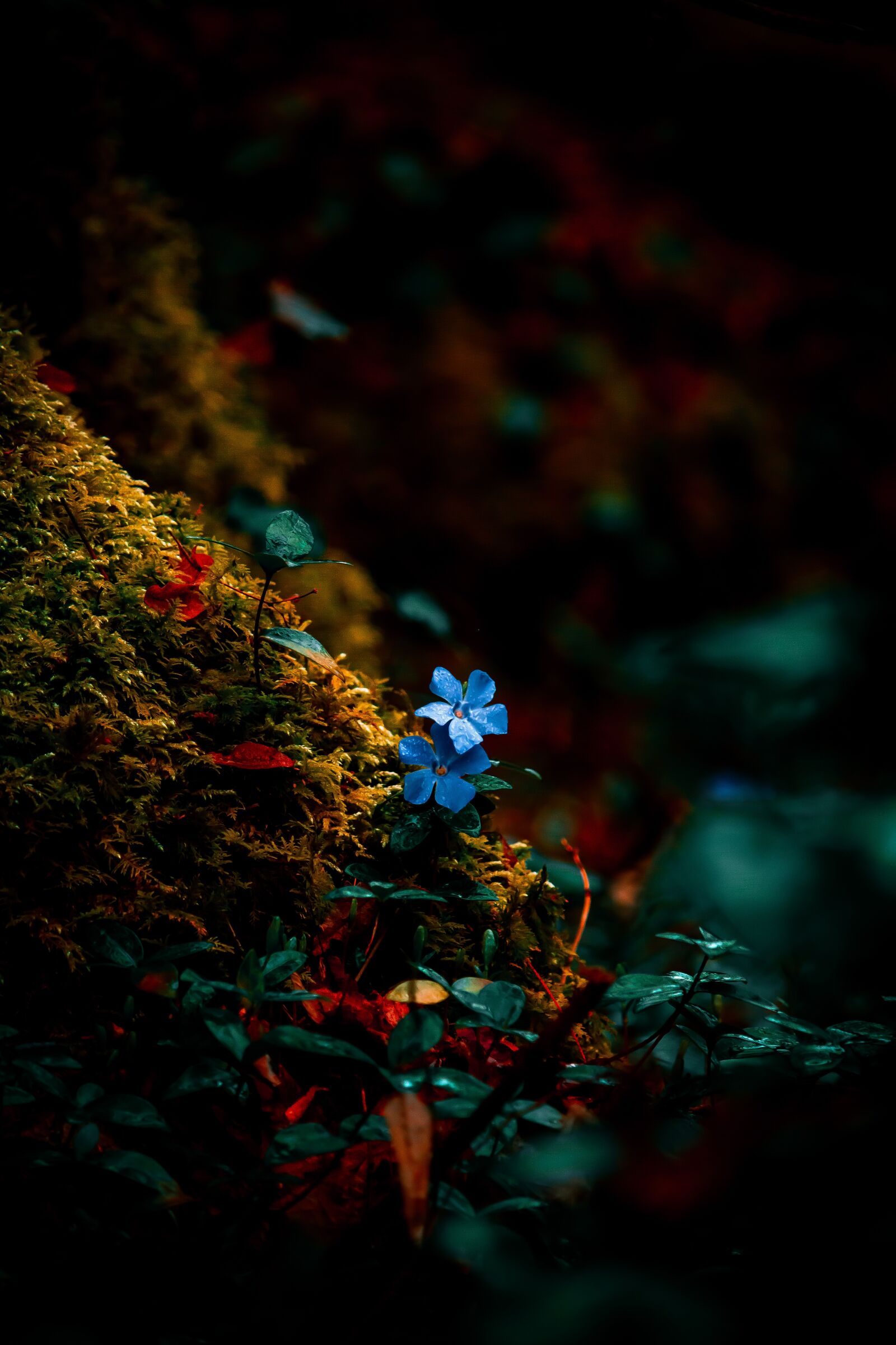 Canon EF-S 55-250mm F4-5.6 IS STM sample photo. Flower, nature, green photography