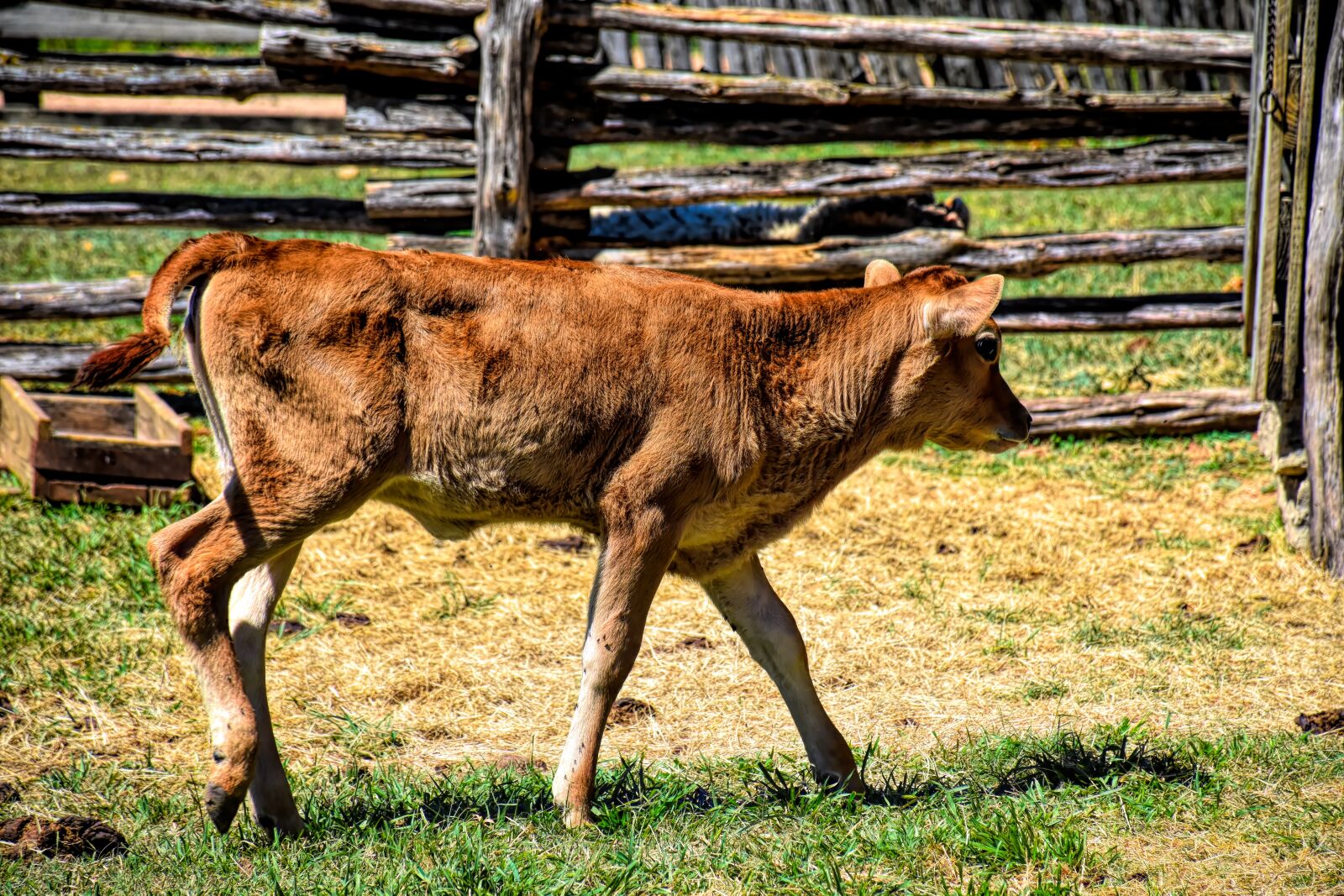 Nikon D5500 sample photo. Calf, farm, cow photography