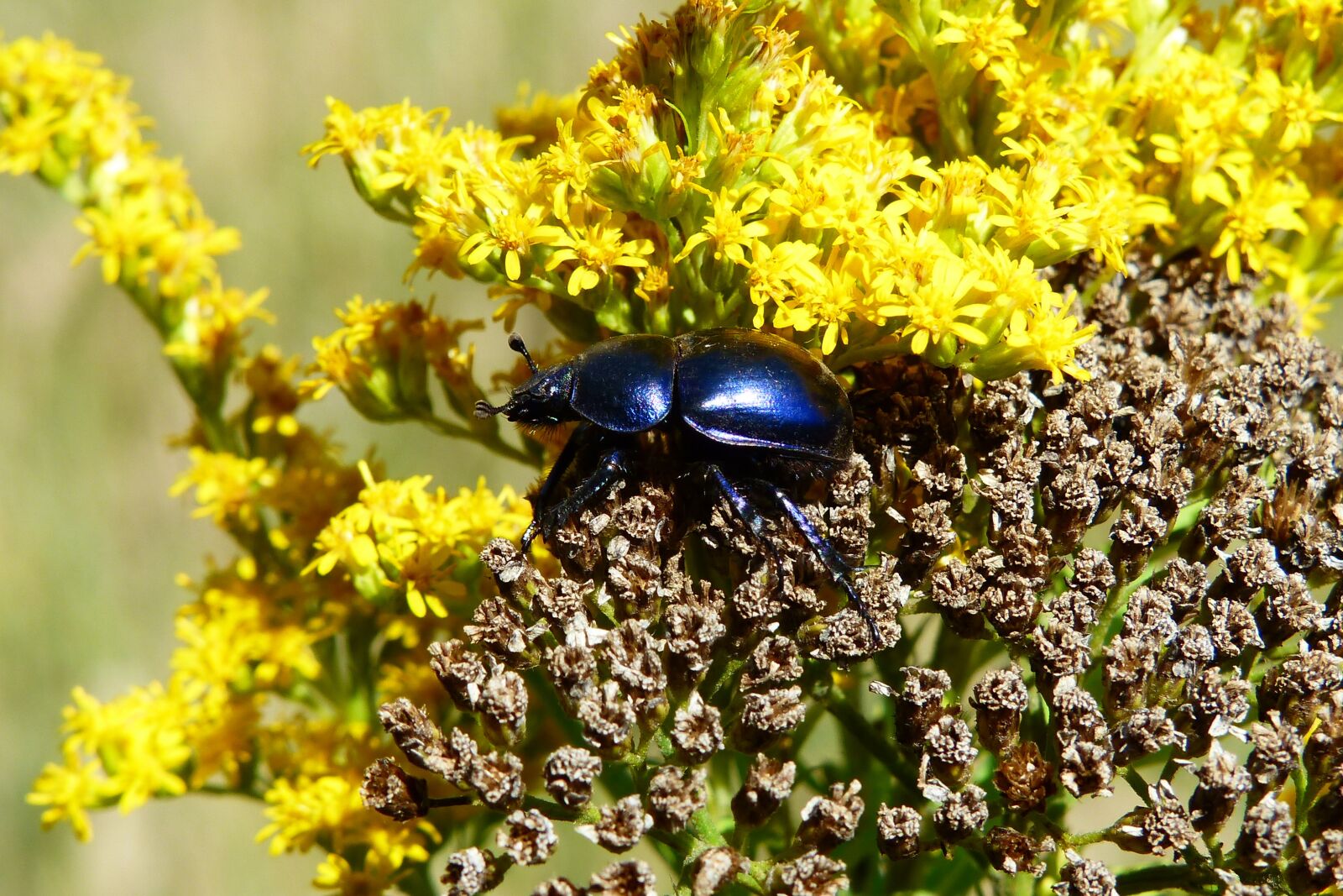 Panasonic Lumix DMC-FZ200 sample photo. Beetle gnojowy, insect, the photography
