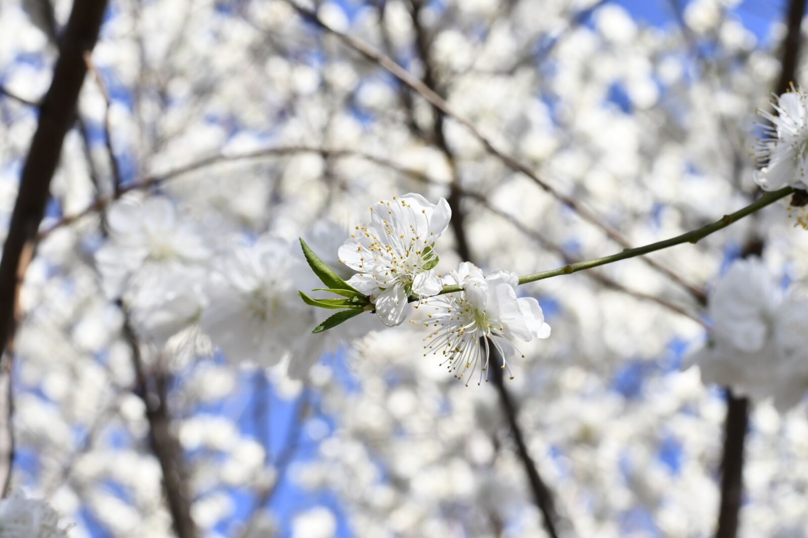 Nikon D7500 sample photo. Spring, flowers, white flower photography