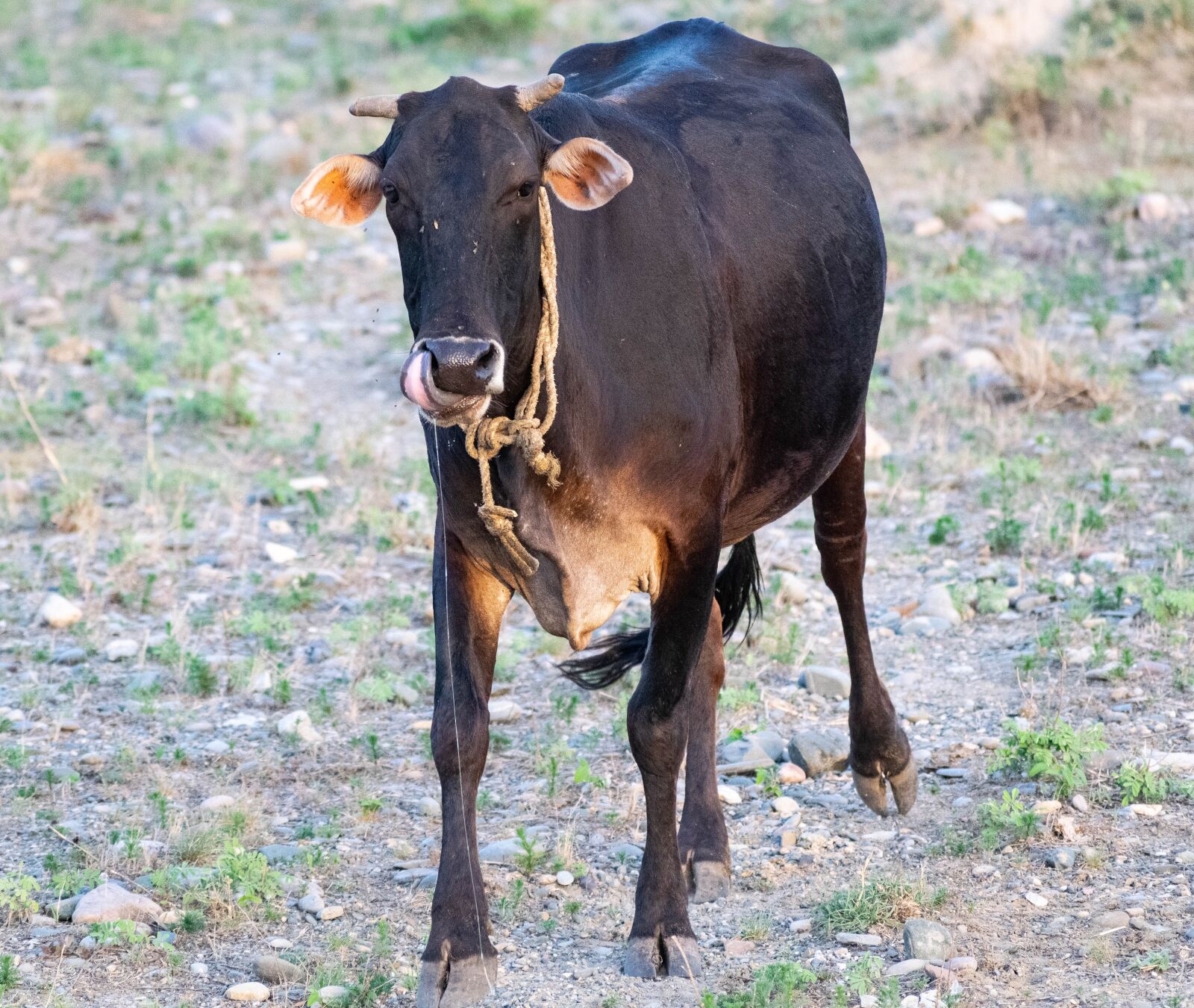 Nikon D3300 sample photo. Cow, domestic, animal photography
