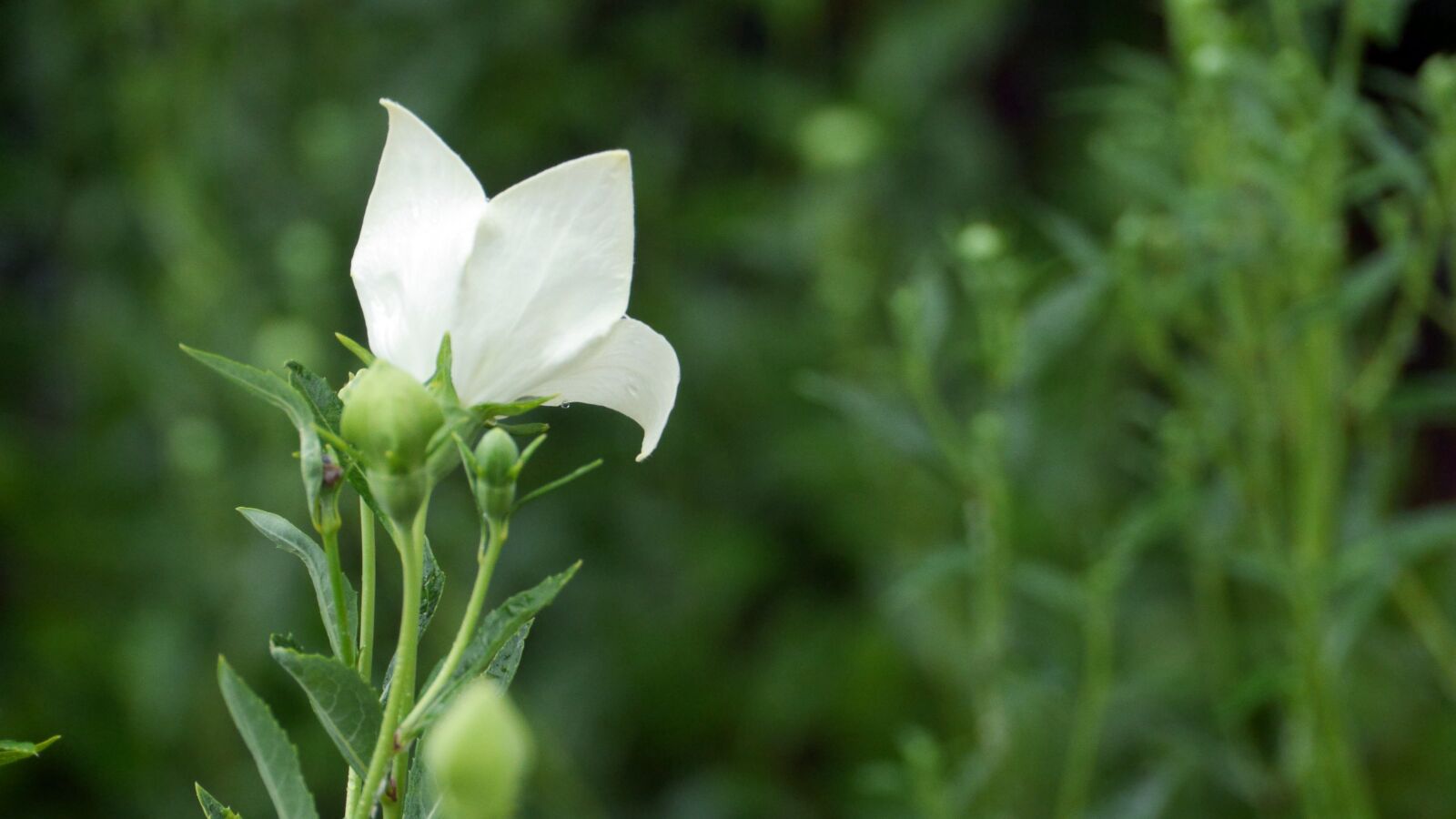Panasonic Lumix DMC-GH3 sample photo. Bellflower, white flower, white photography