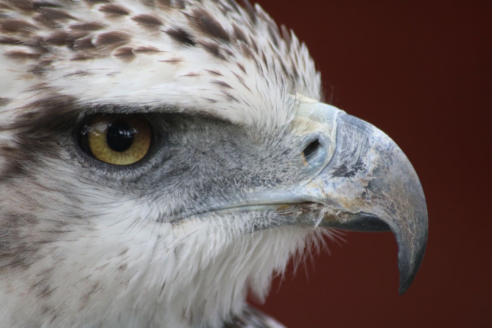 Canon EOS 760D (EOS Rebel T6s / EOS 8000D) sample photo. Eagle, bird, raptor photography