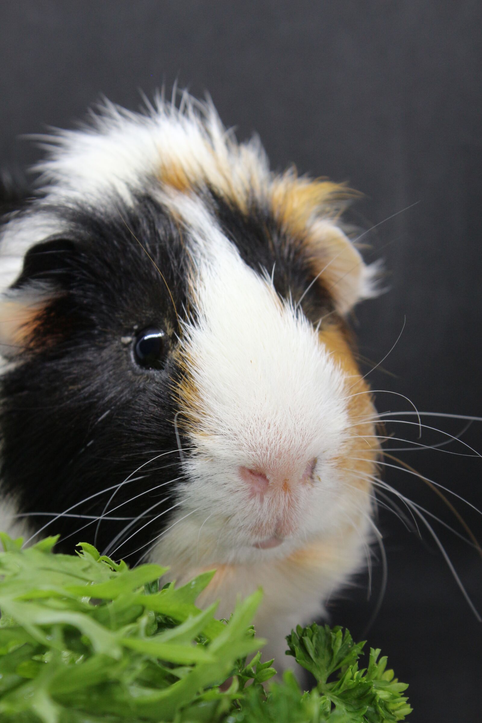 Canon EF-S 18-55mm F3.5-5.6 IS sample photo. Sea ​​pig, sweet, animal photography