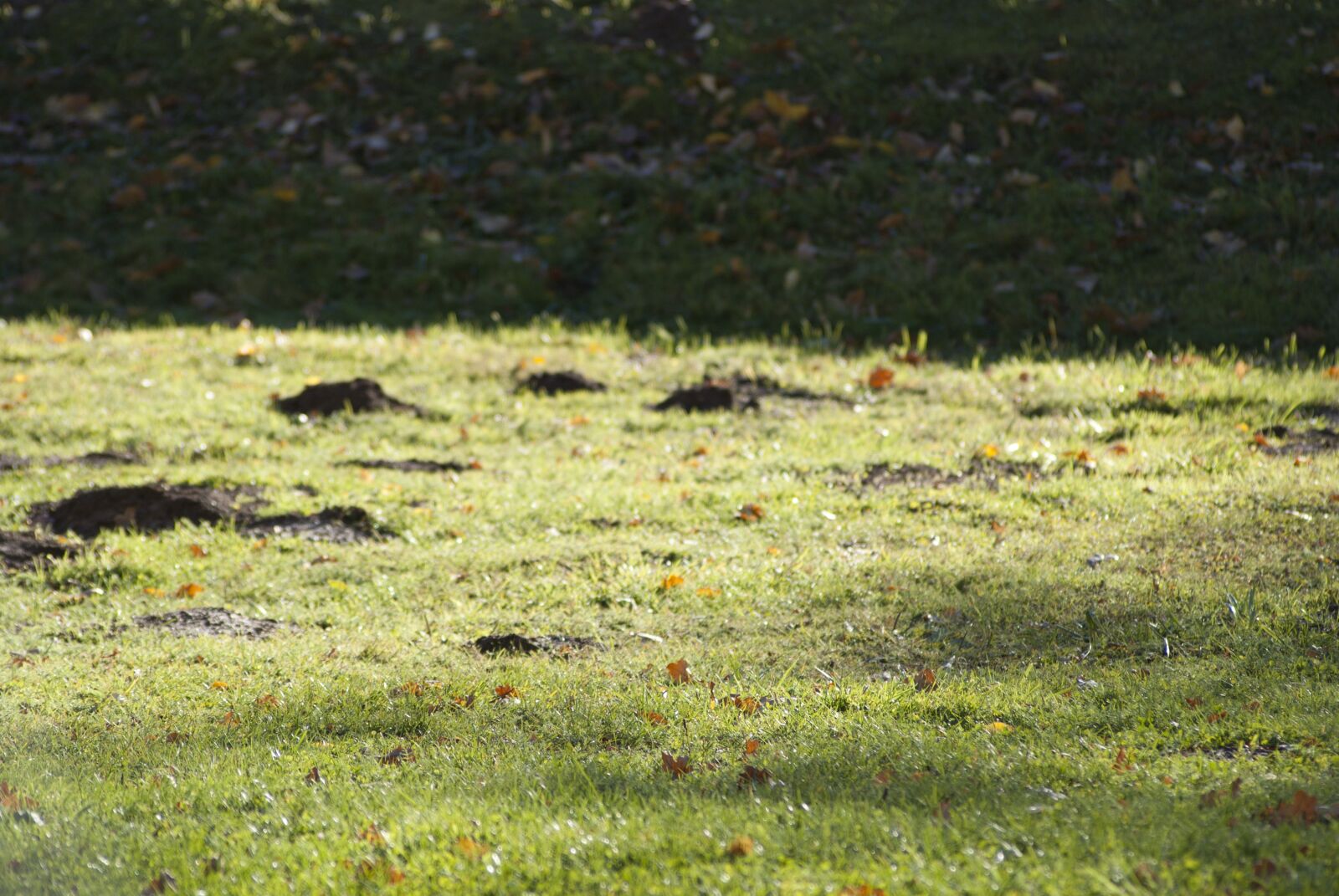 Sony Alpha DSLR-A300 sample photo. Meadow, grass, green photography