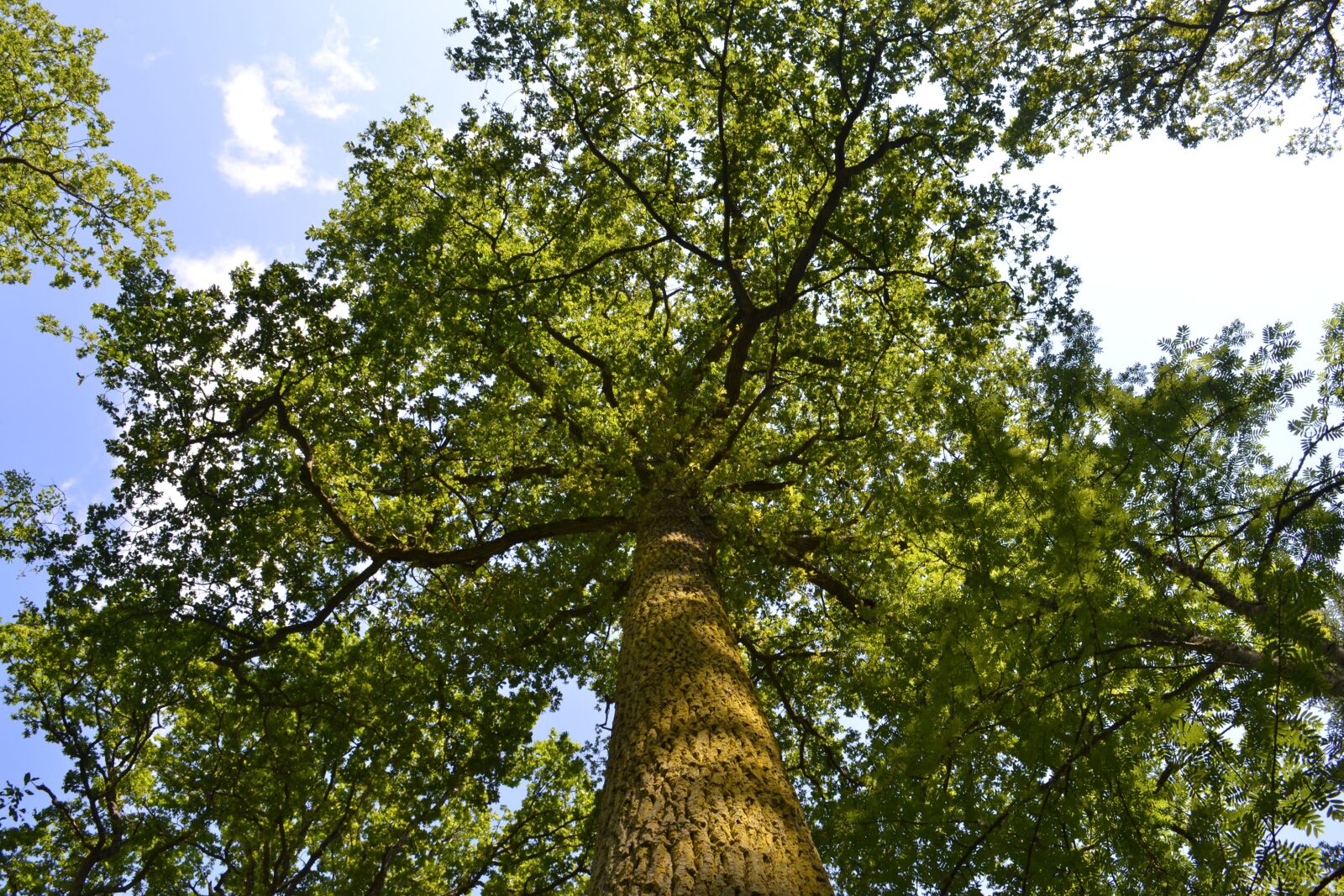 Nikon D3100 sample photo. Tree, nature, wood photography