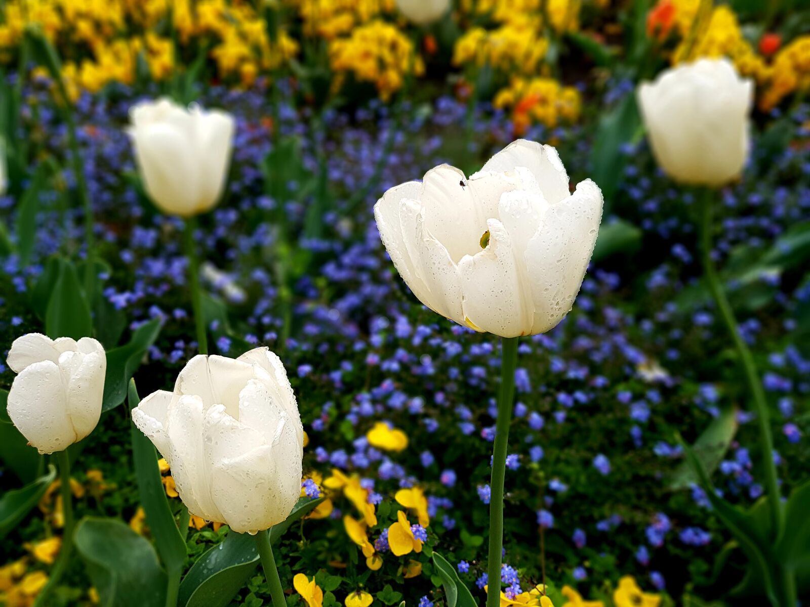 Samsung Galaxy S7 Edge sample photo. Tulip, white, pansy photography
