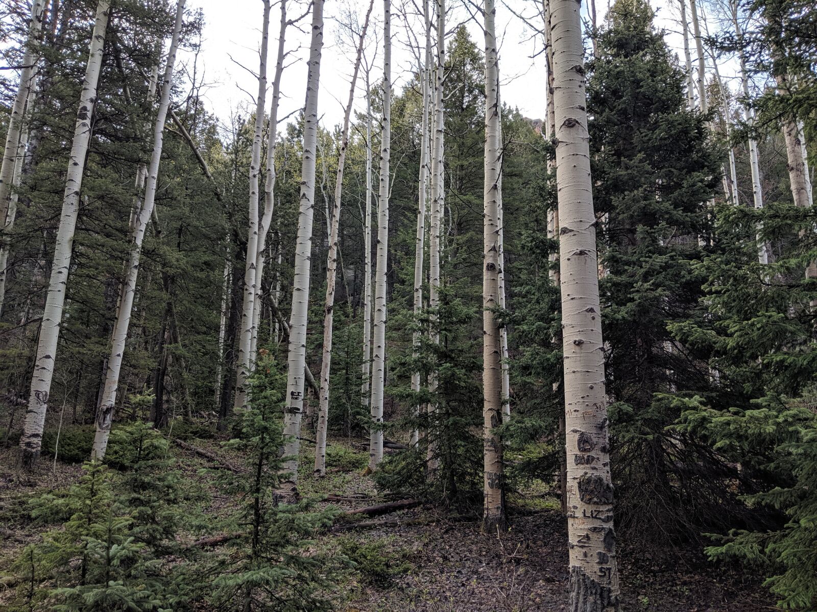 Google Pixel 2 sample photo. Aspen trees, colorado, nature photography
