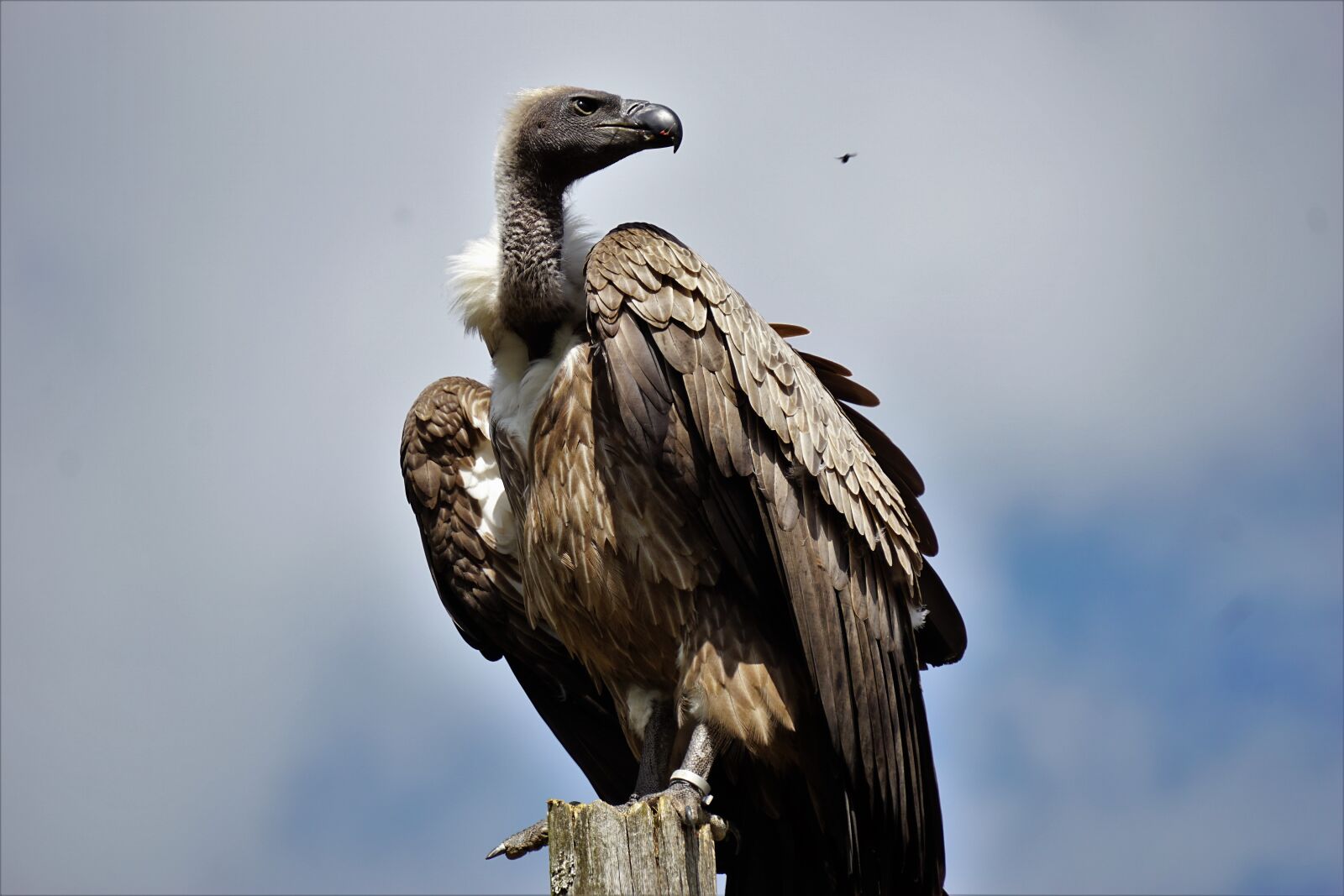 Sony E 55-210mm F4.5-6.3 OSS sample photo. Wildlife park, zoo, belgium photography