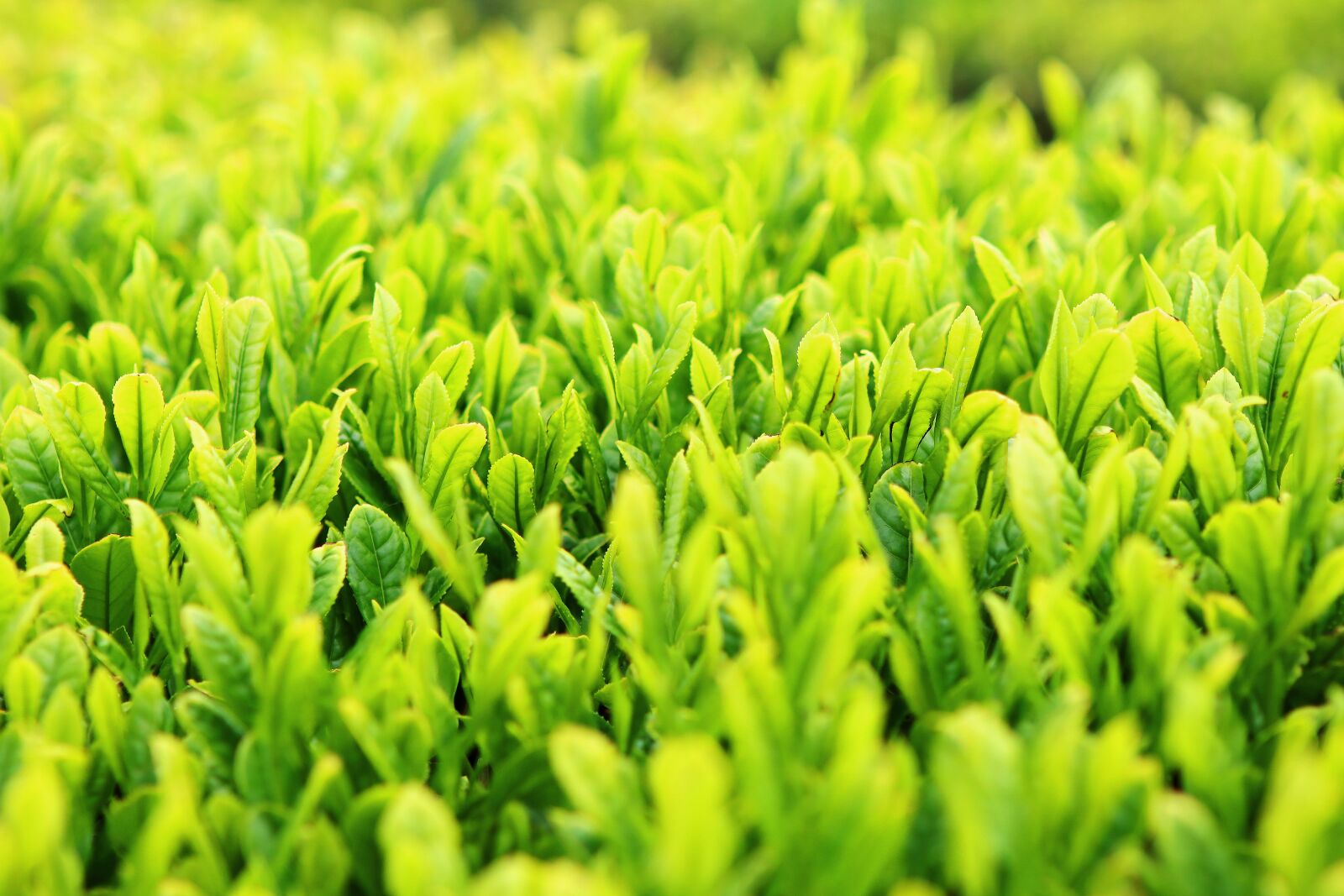 Canon EOS M6 sample photo. Green tea plantation, tea photography