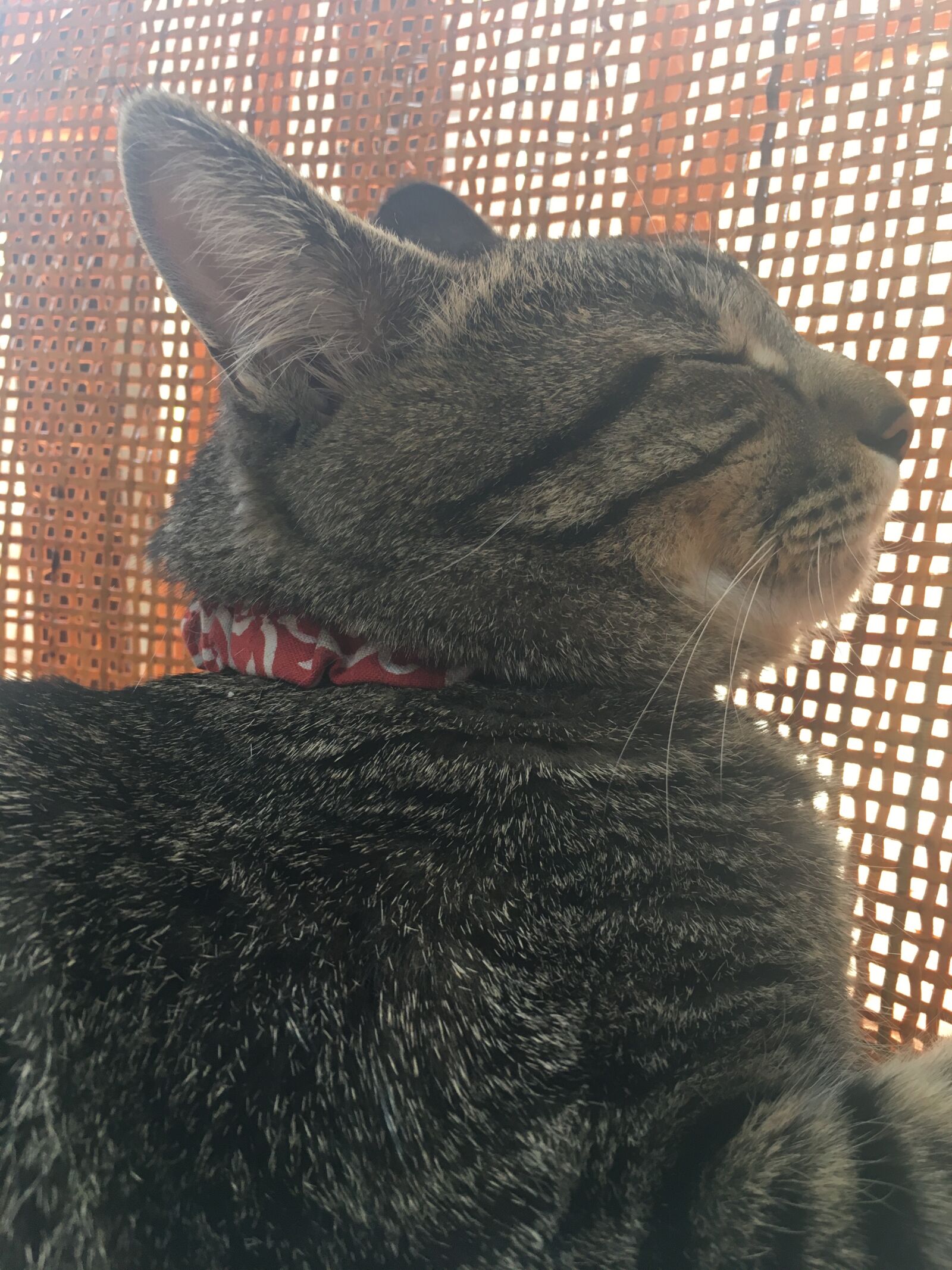 Apple iPhone 6s sample photo. Cat, animal, pet photography