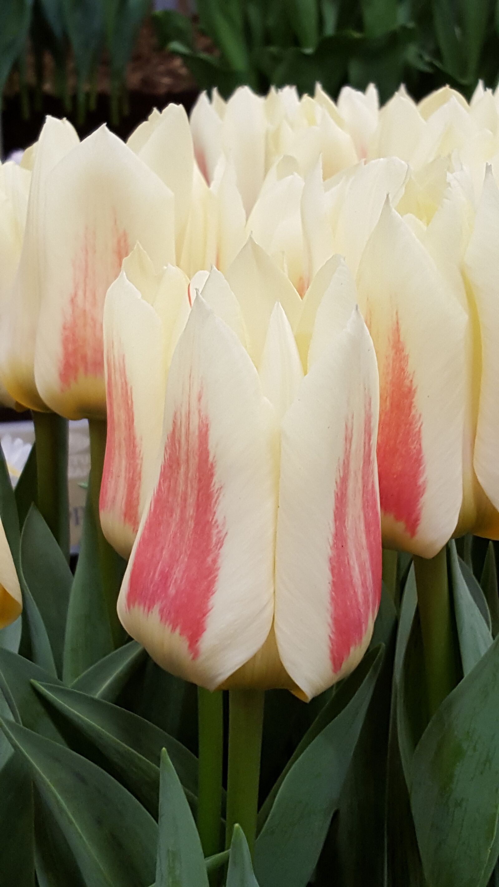Samsung Galaxy S6 sample photo. White and pink, flower photography