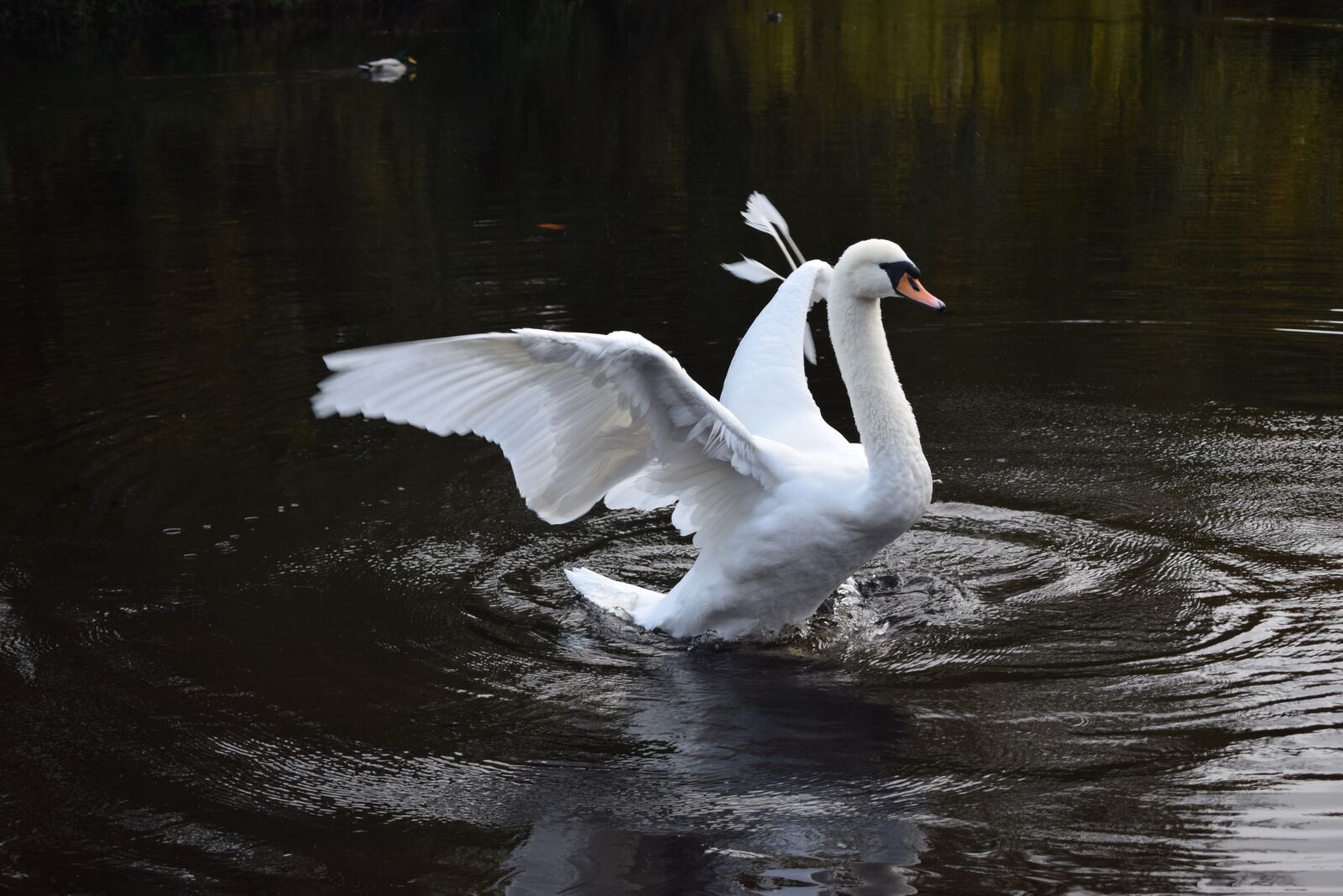 Nikon D3300 sample photo. Swan, broken wing, ripples photography
