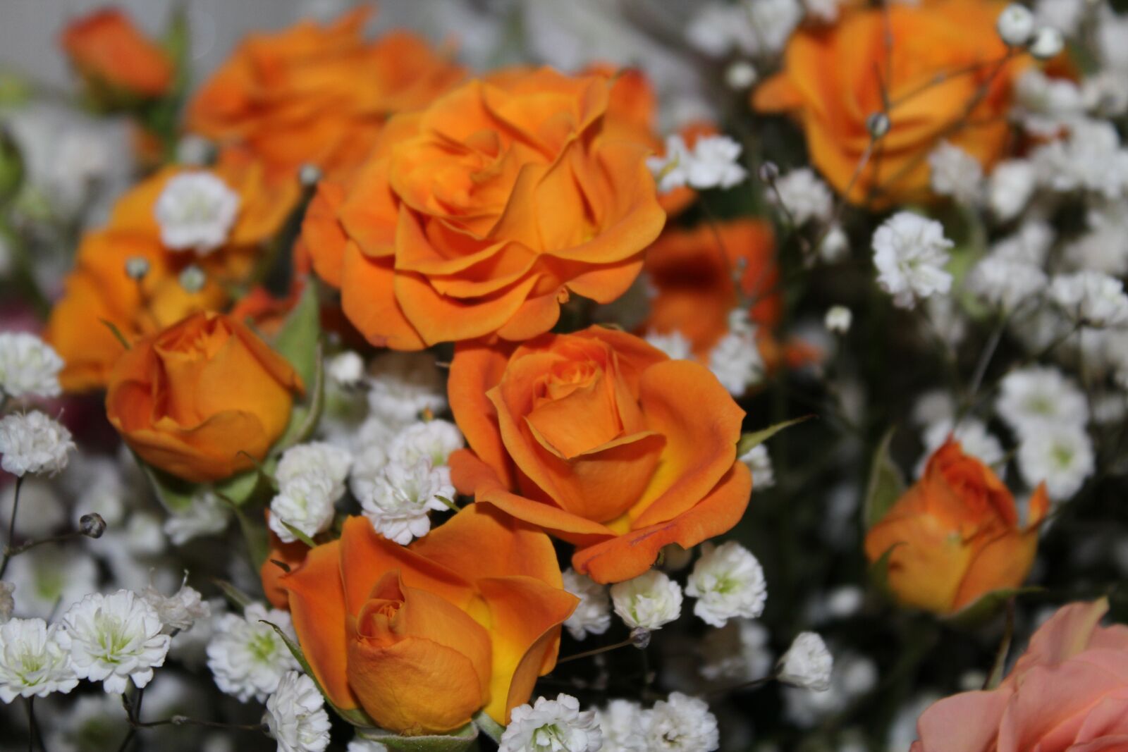 Canon EOS 600D (Rebel EOS T3i / EOS Kiss X5) sample photo. Rose, flowers, romantic photography