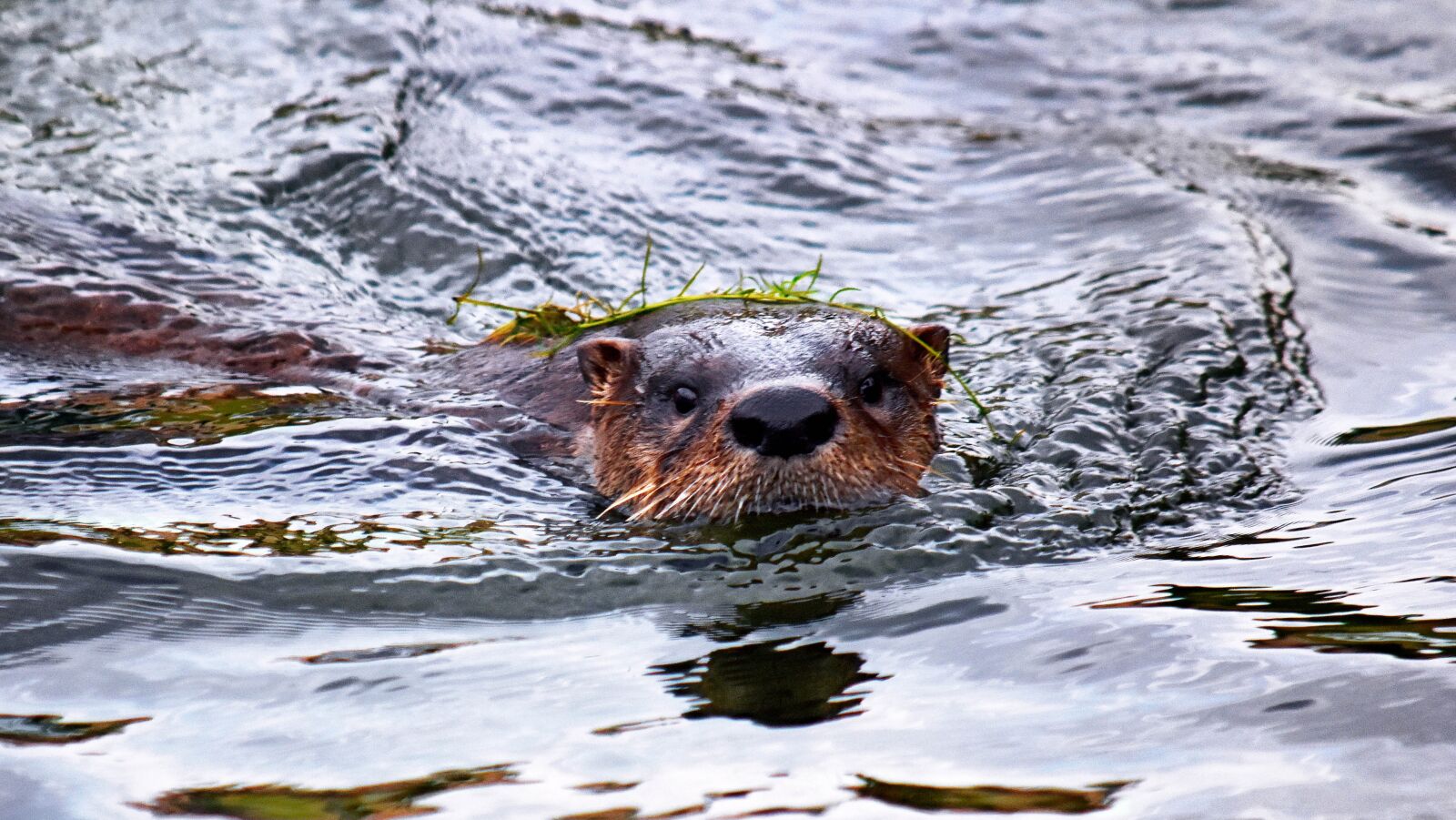 Nikon D7200 sample photo. Otter, wild, river photography