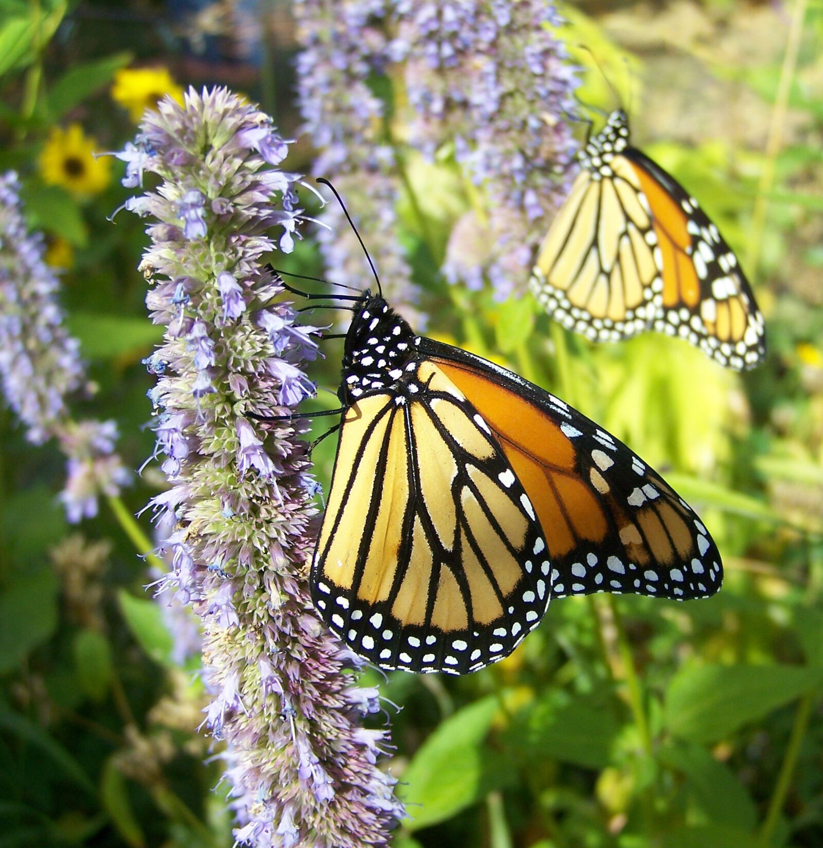 Kodak Z650 ZOOM DIGITAL CAMERA sample photo. Monarchs, flowers, nature photography