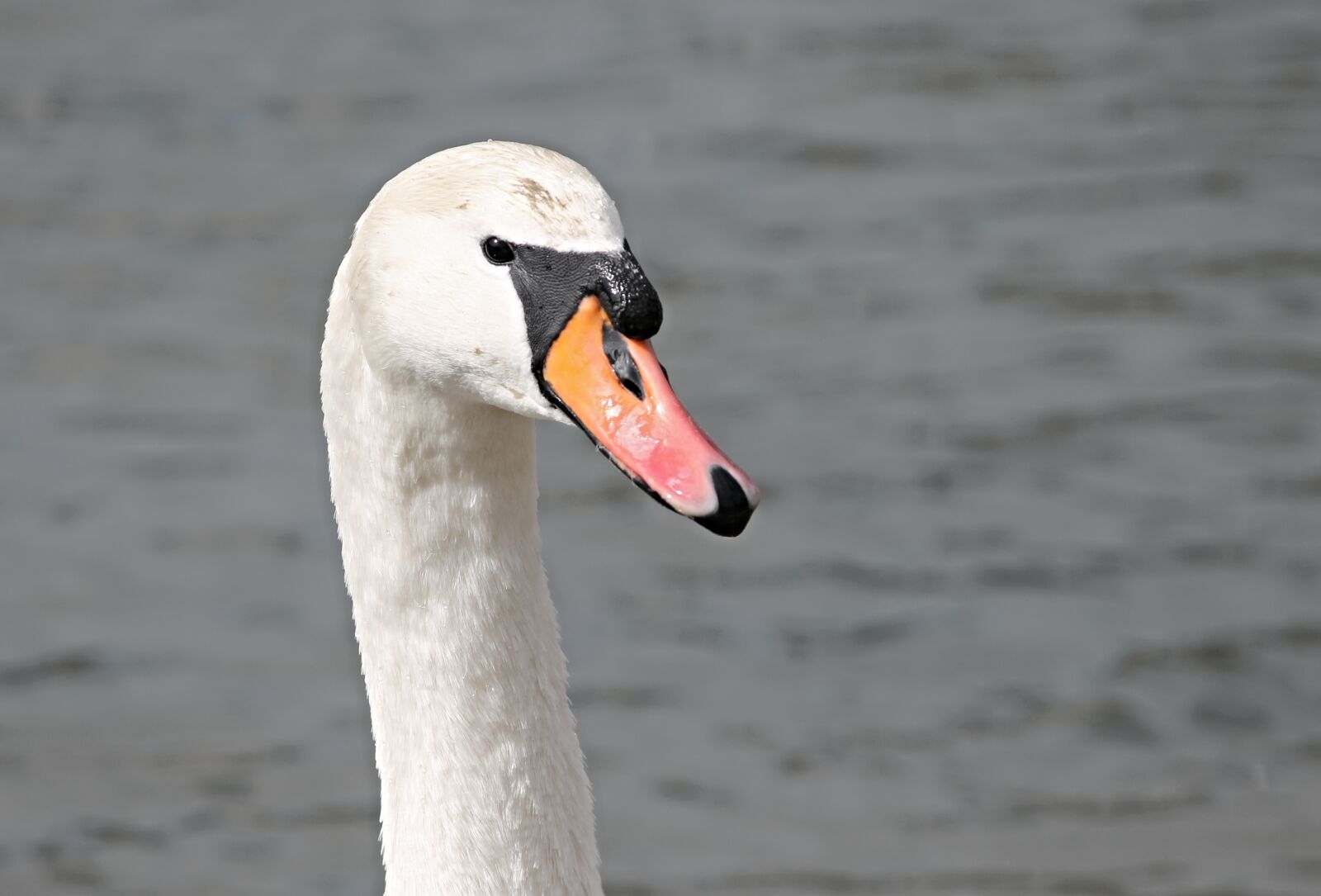 Canon EOS 1100D (EOS Rebel T3 / EOS Kiss X50) sample photo. Swan, mute swan, cygnus photography