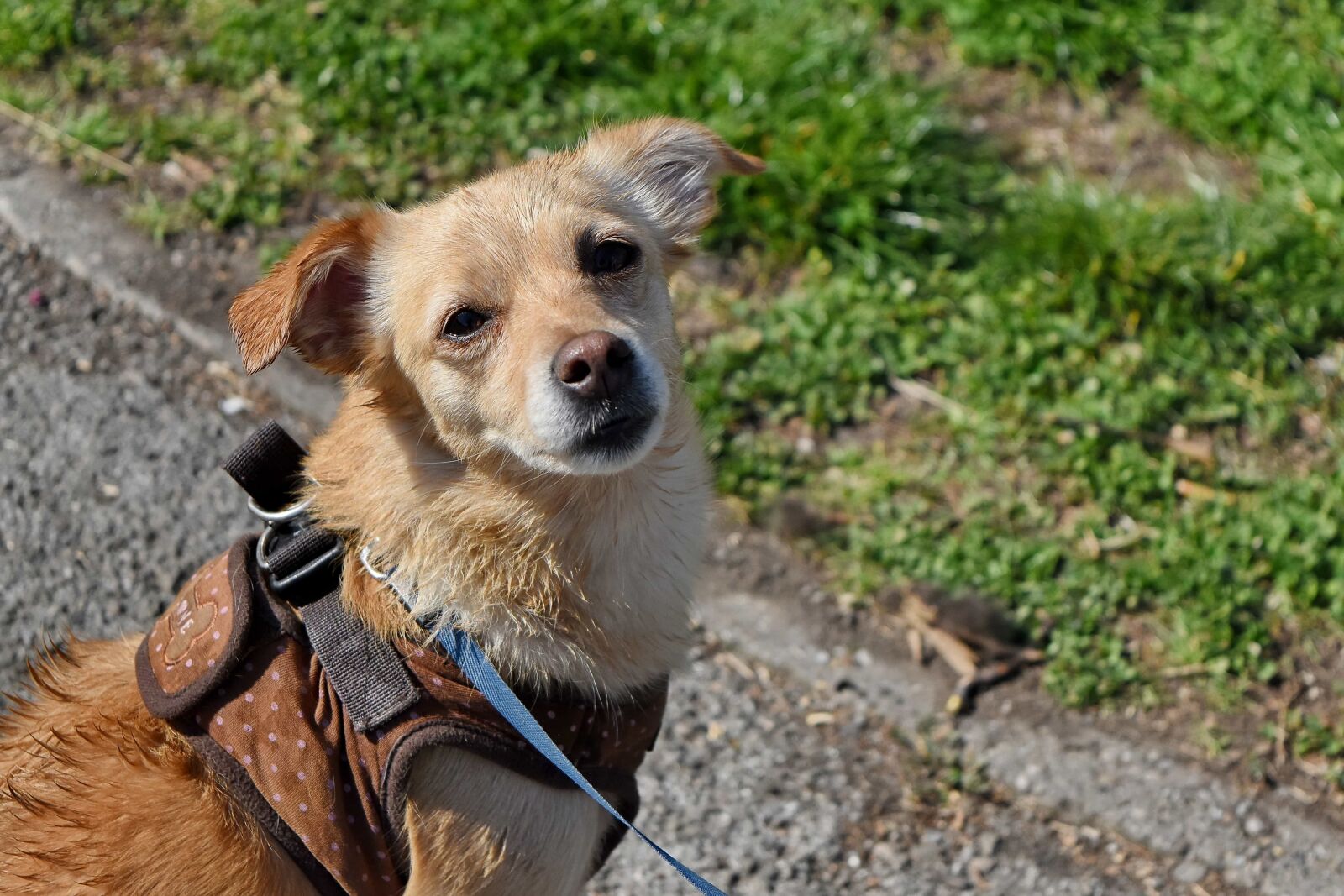 Nikon D5500 sample photo. Dog, animal, cute, pet photography