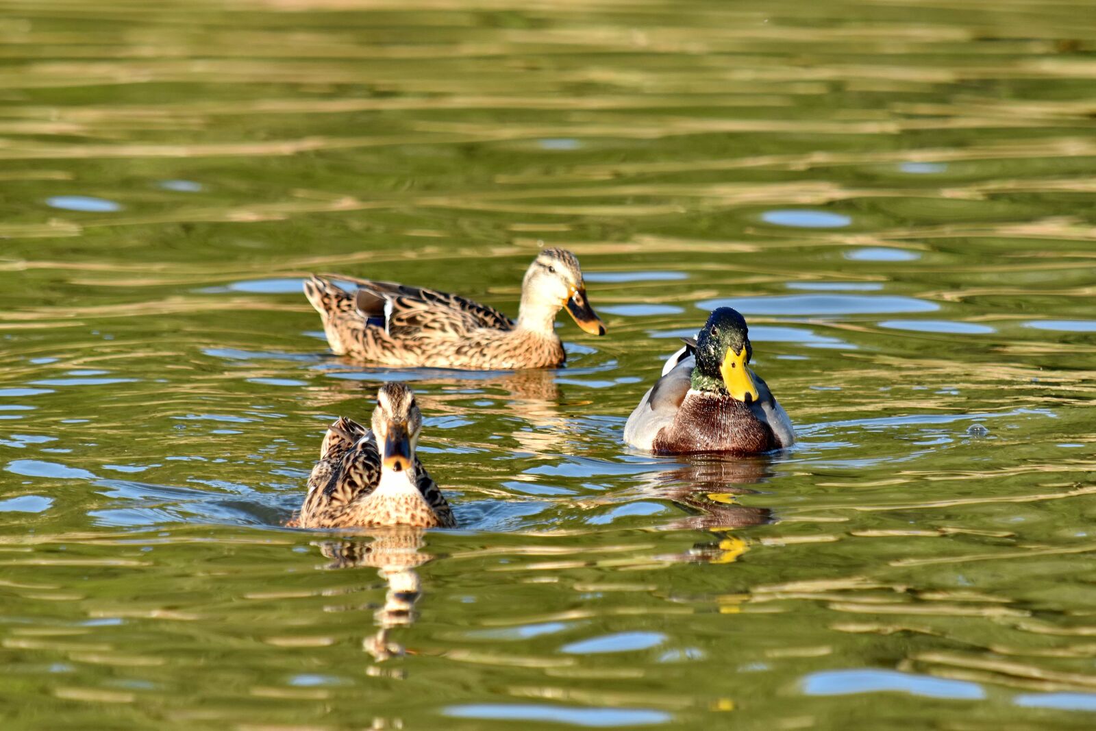 Nikon D5500 sample photo. Ducks, flock, summer season photography