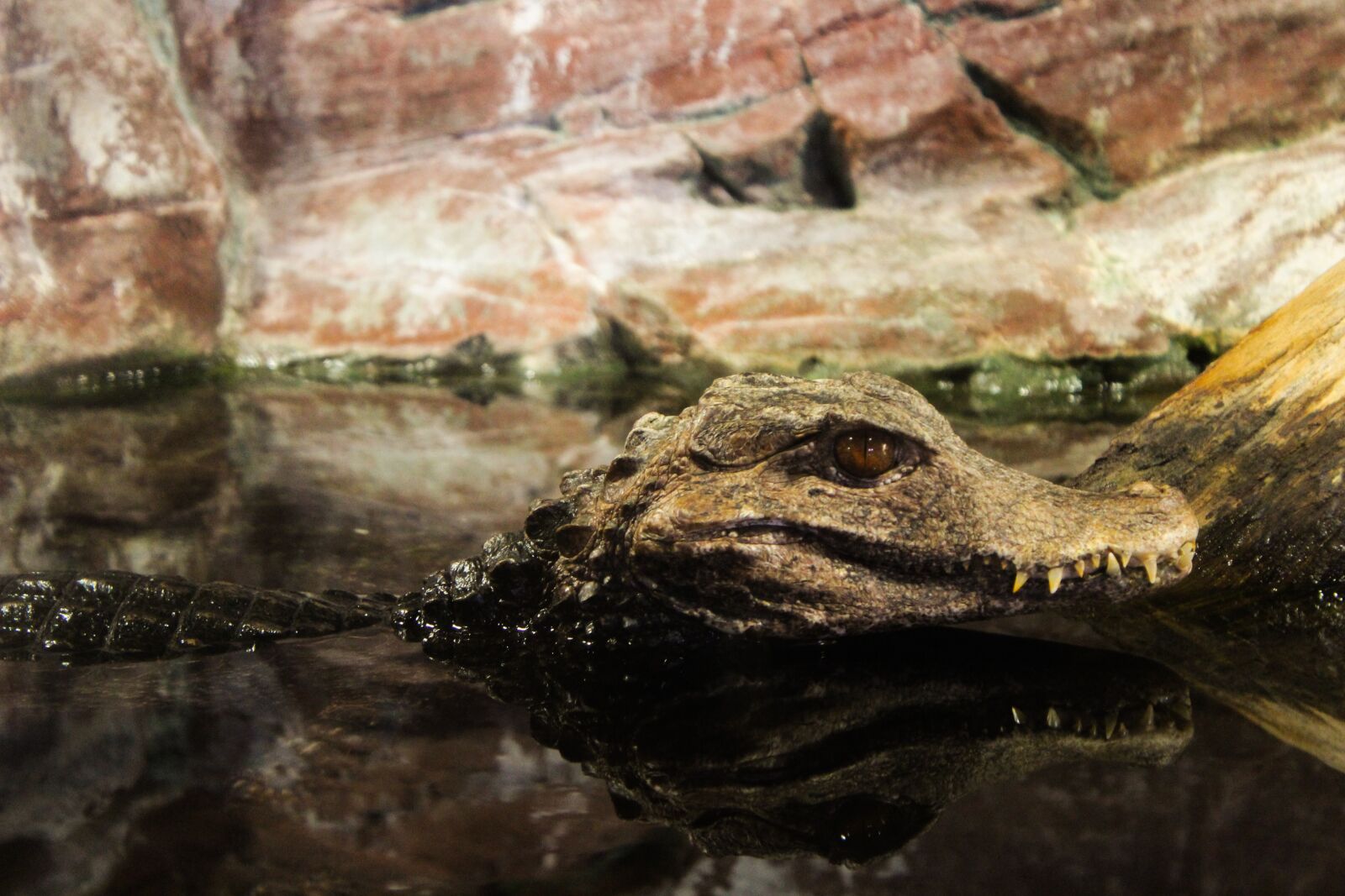 Canon EOS 600D (Rebel EOS T3i / EOS Kiss X5) sample photo. Crocodile, animal, wild photography