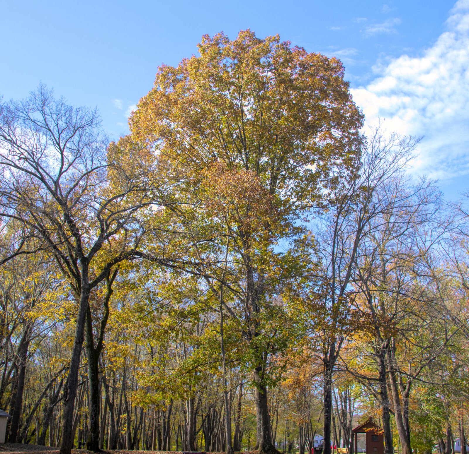 Nikon D850 sample photo. Nature, scenic, tree photography