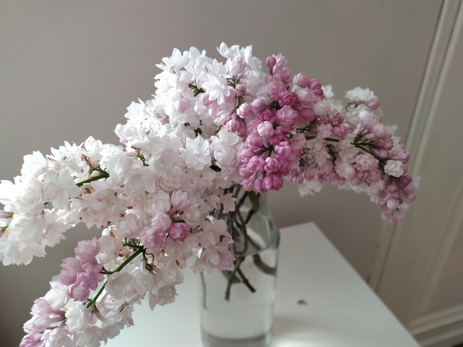 Xiaomi Redmi Note 7 sample photo. Without, flowers, flower photography