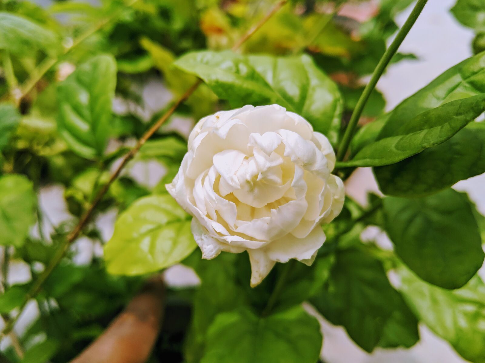 HMD Global Nokia 8 Sirocco sample photo. Lavender, flower, close up photography