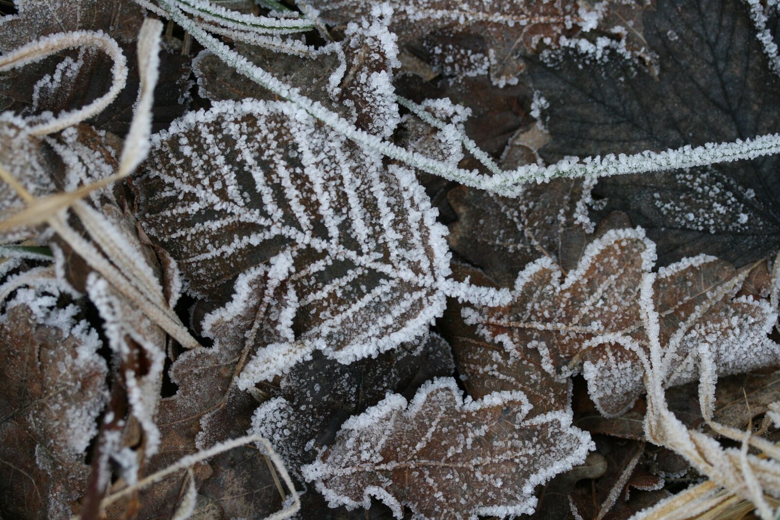 Canon EOS 400D (EOS Digital Rebel XTi / EOS Kiss Digital X) sample photo. Leaves, hoarfrost, frost photography