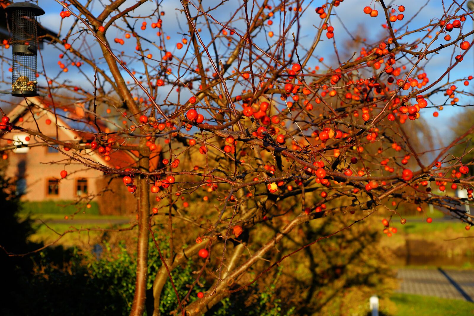Sony a99 II sample photo. Garden, winter, berry red photography