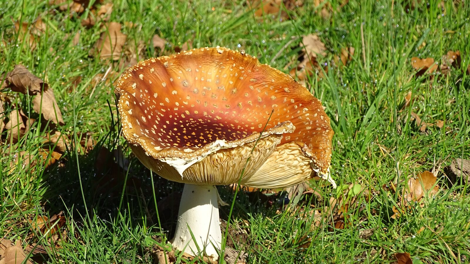 Sony Cyber-shot DSC-HX400V sample photo. Mushroom, fungus, toadstool photography