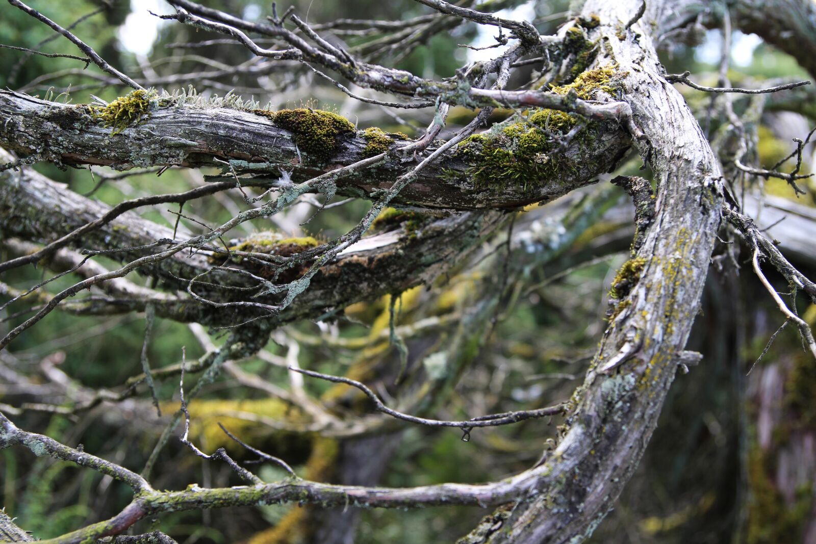 Canon EOS 700D (EOS Rebel T5i / EOS Kiss X7i) sample photo. Old, dead, tree photography