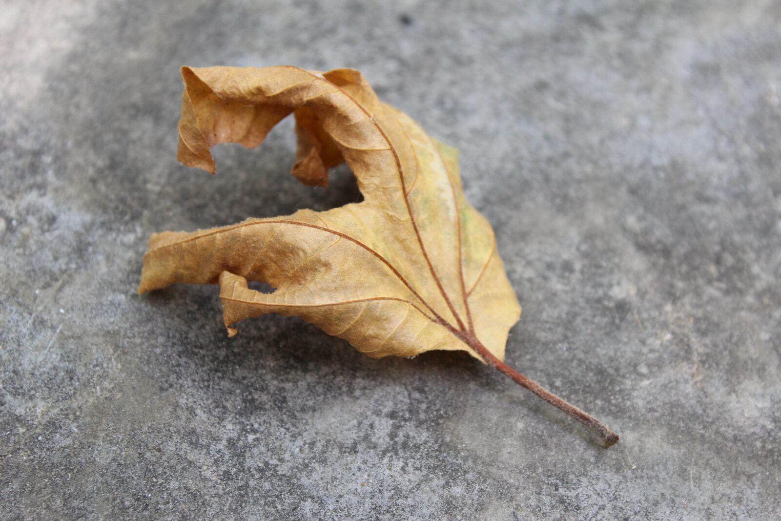 Canon EOS 600D (Rebel EOS T3i / EOS Kiss X5) sample photo. Nature, fall, leaf photography