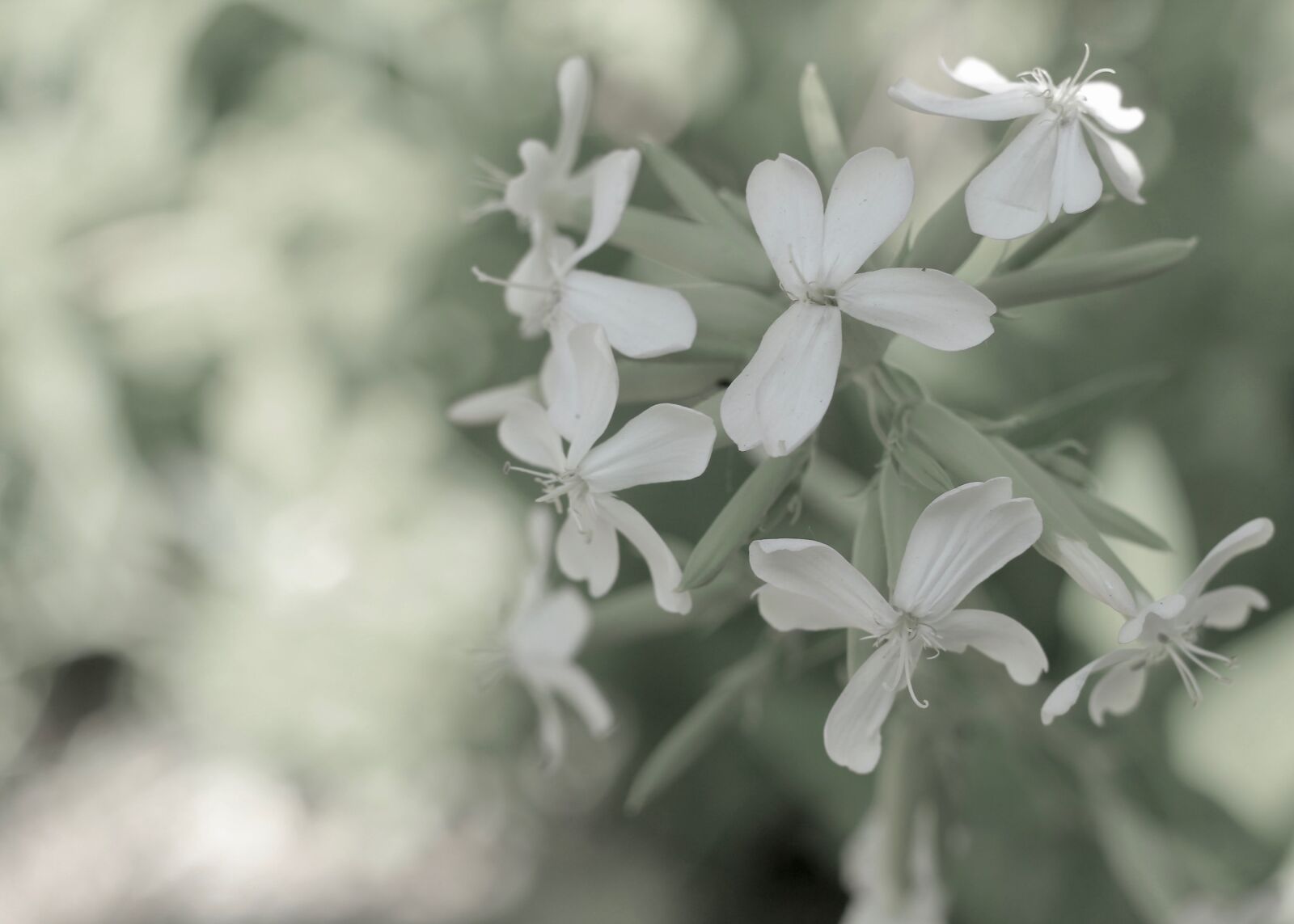 Canon EOS 550D (EOS Rebel T2i / EOS Kiss X4) sample photo. Wildflower, desaturated, nature photography